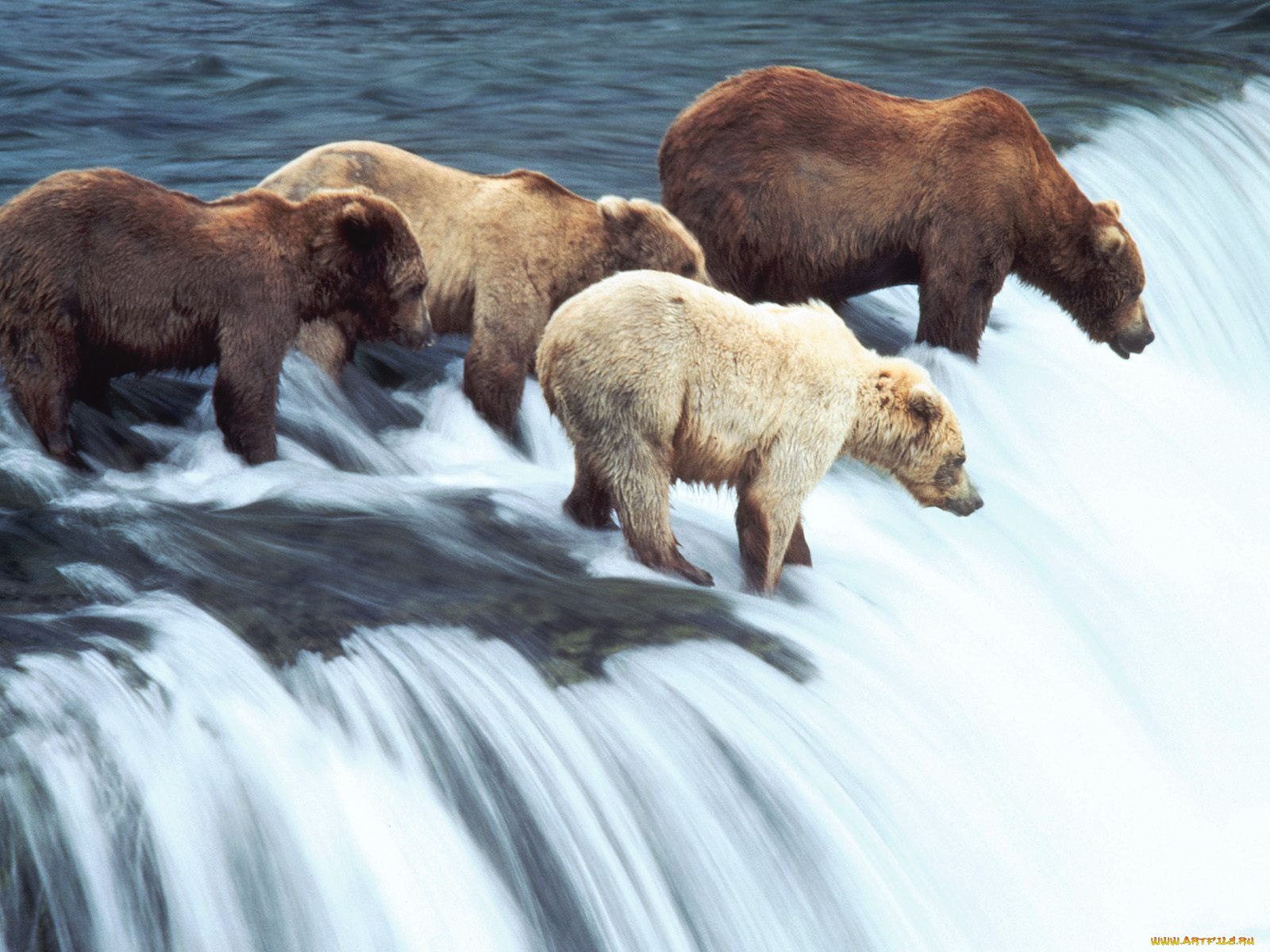 brown, bears, katmai, national, park, alaska, животные, медведи