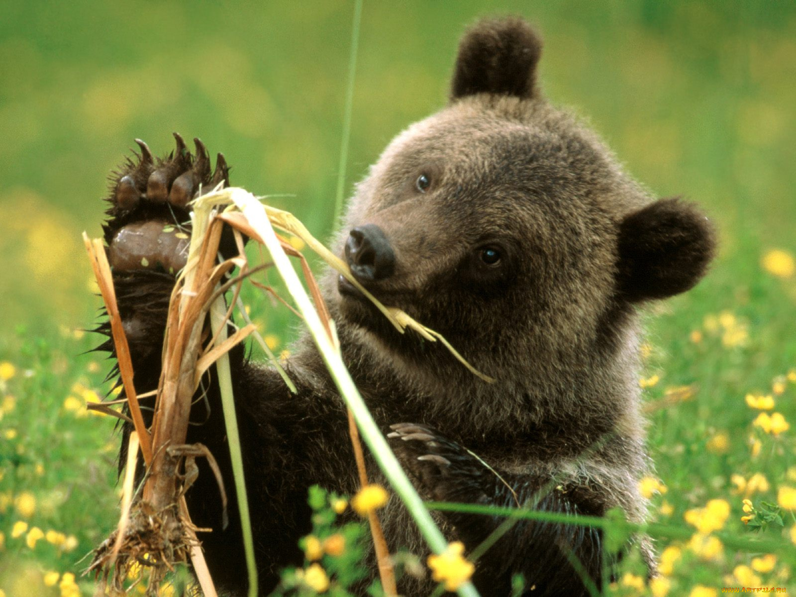 cattail, eating, grizzly, bear, colorado, животные, медведи