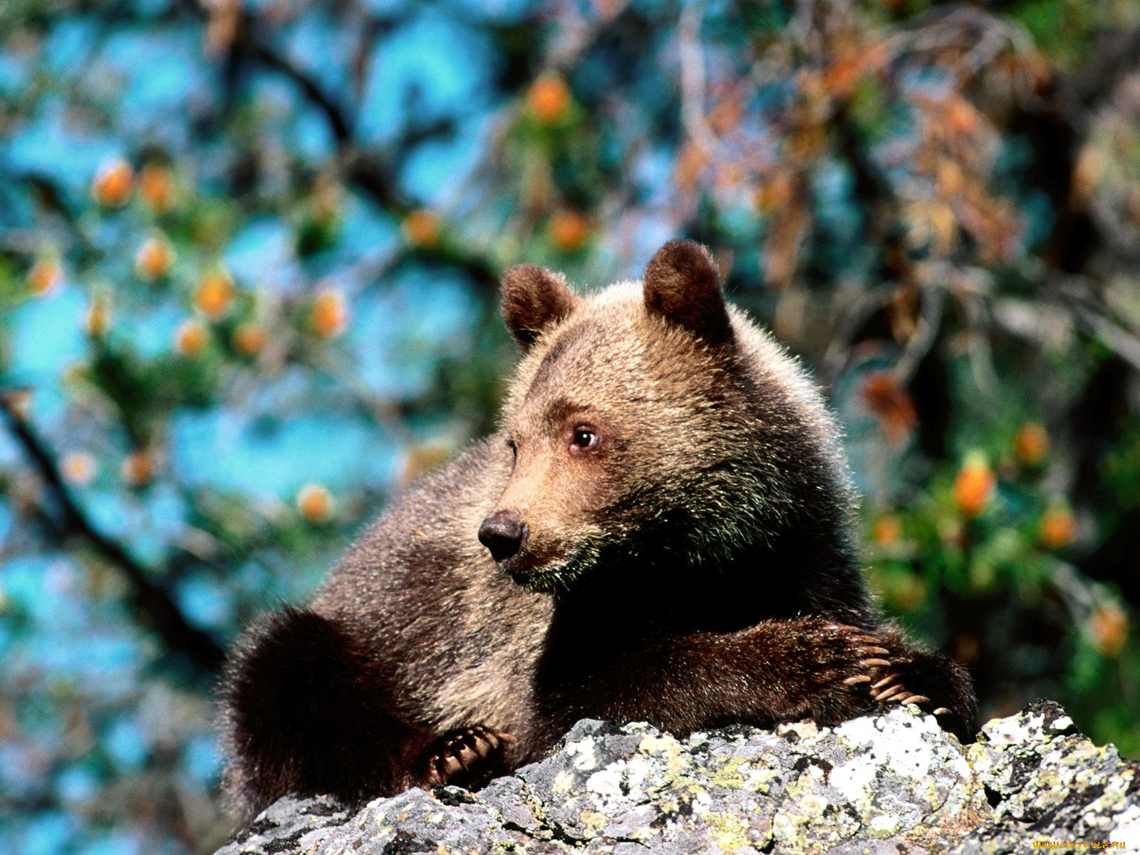 contemplation, grizzly, bear, cub, животные, медведи