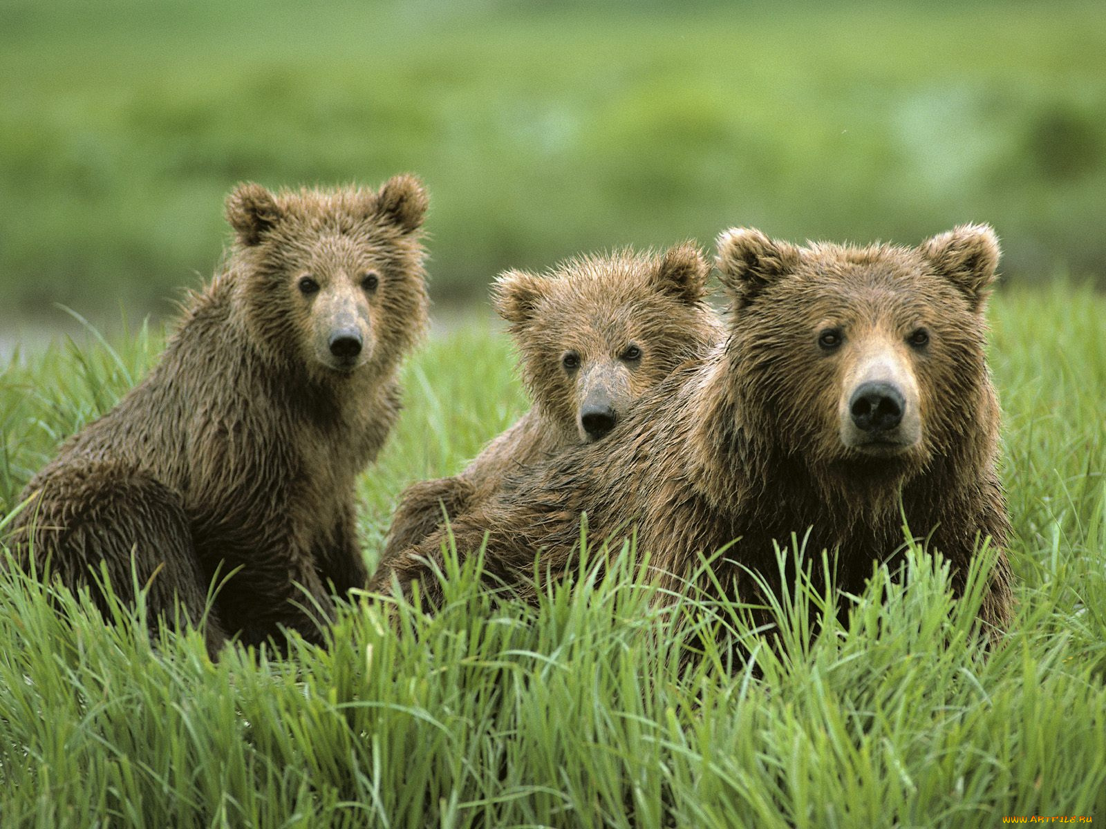 curious, cubs, and, mom, животные, медведи