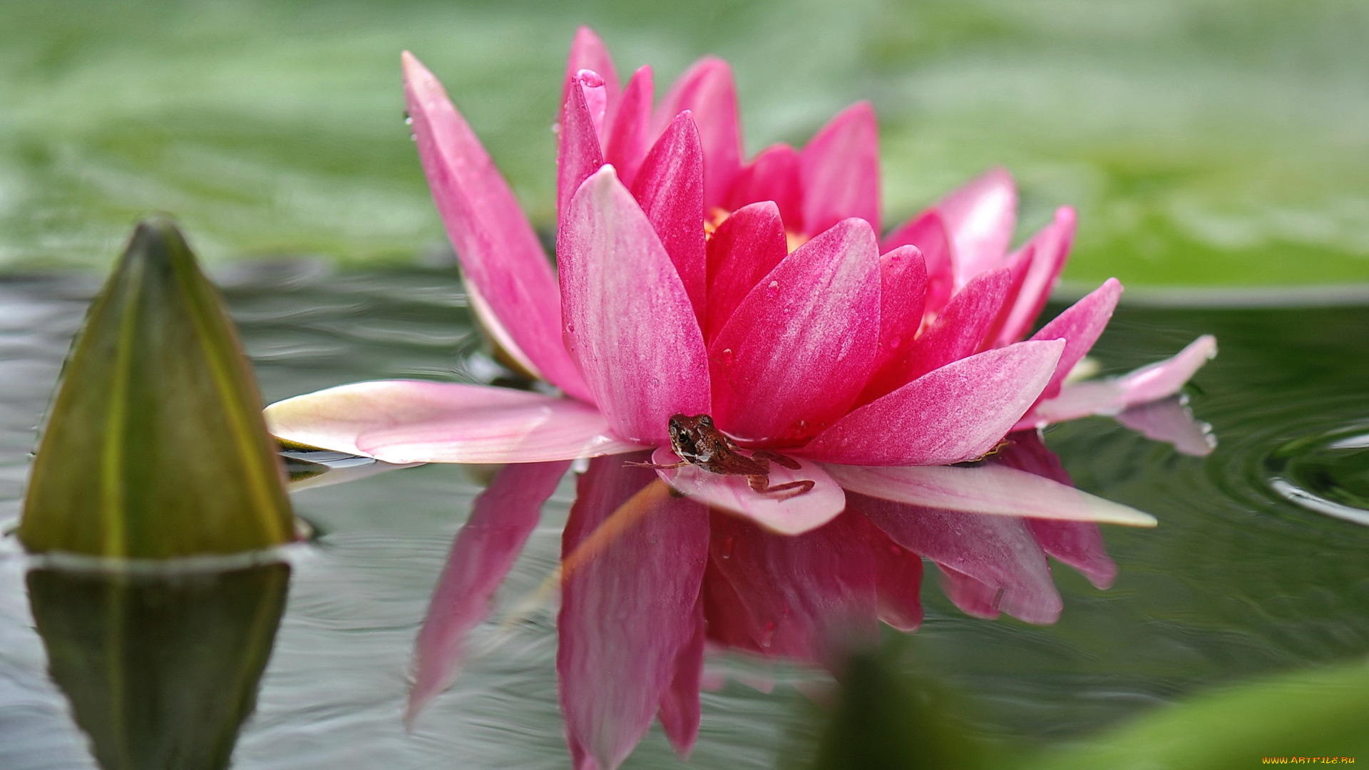 природа цветы водяная лилия кувшинка загрузить