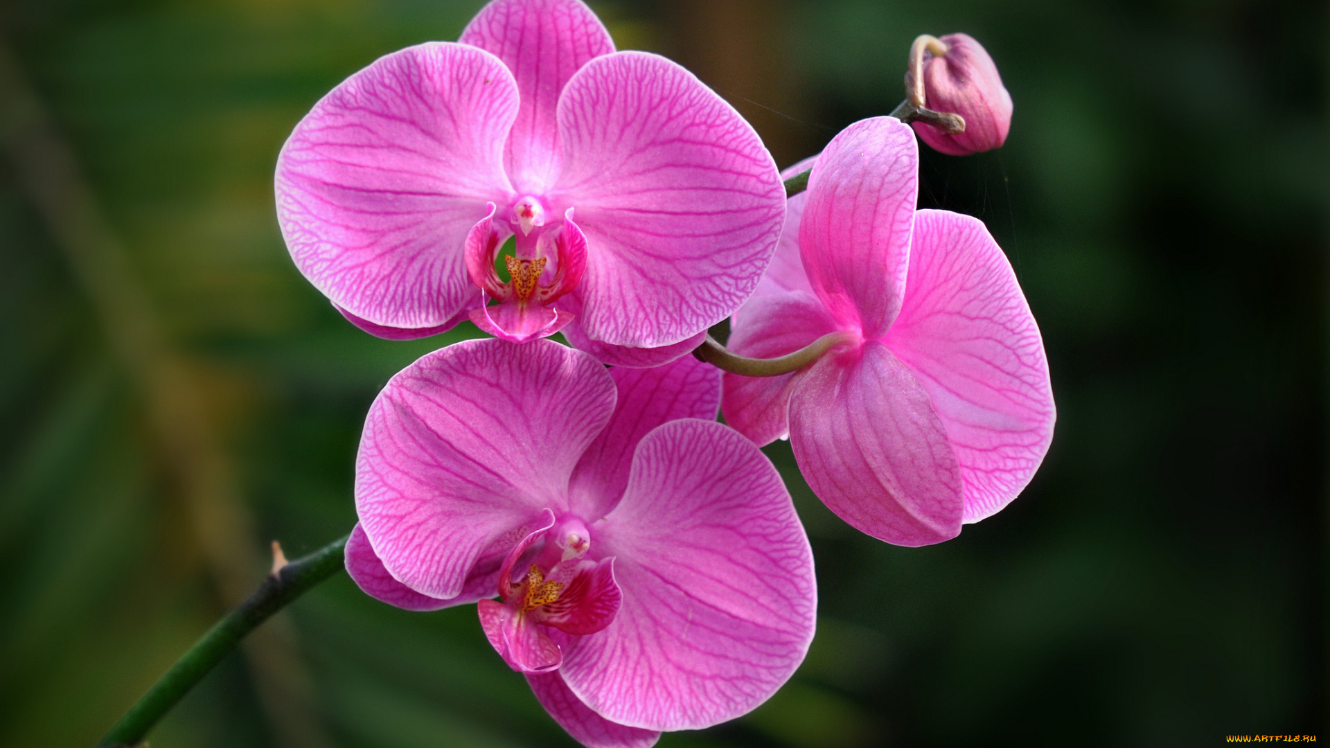 цветы, орхидеи, розовый