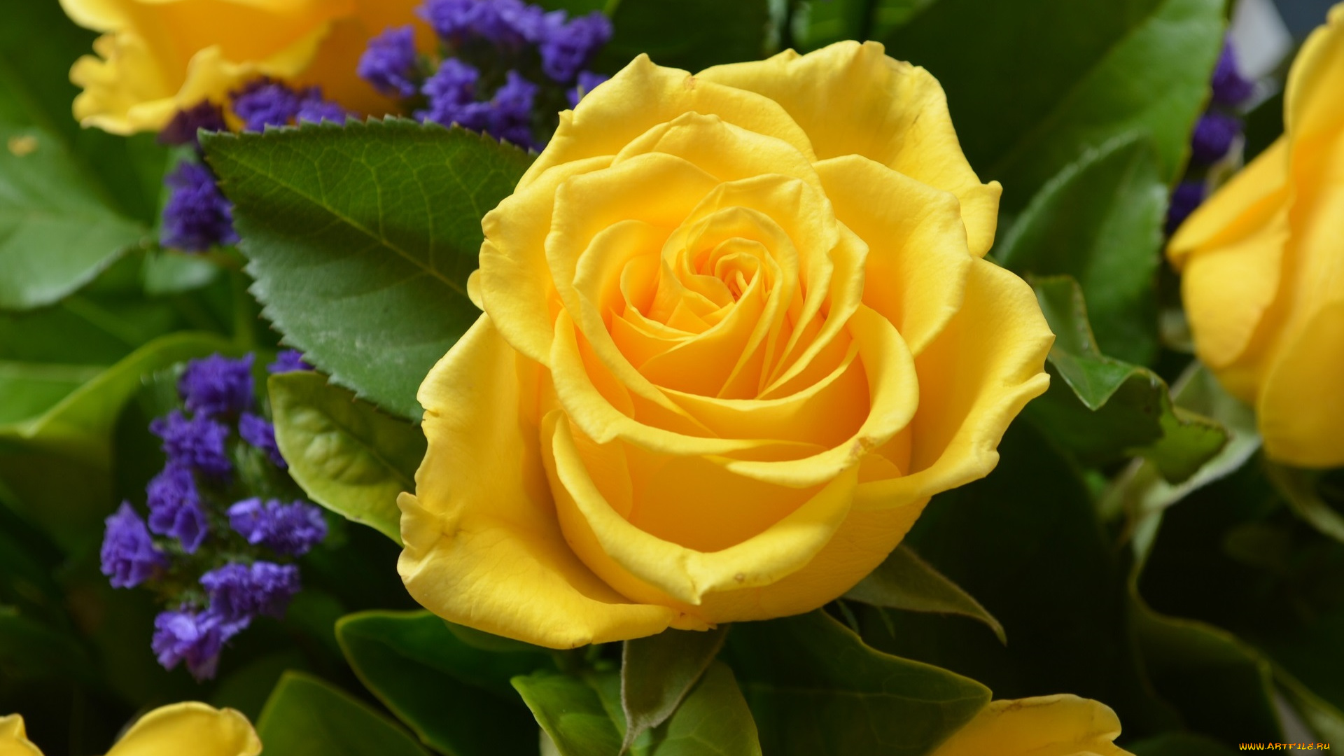 yellow, rose, цветы, розы, лепестки, бутон, роза