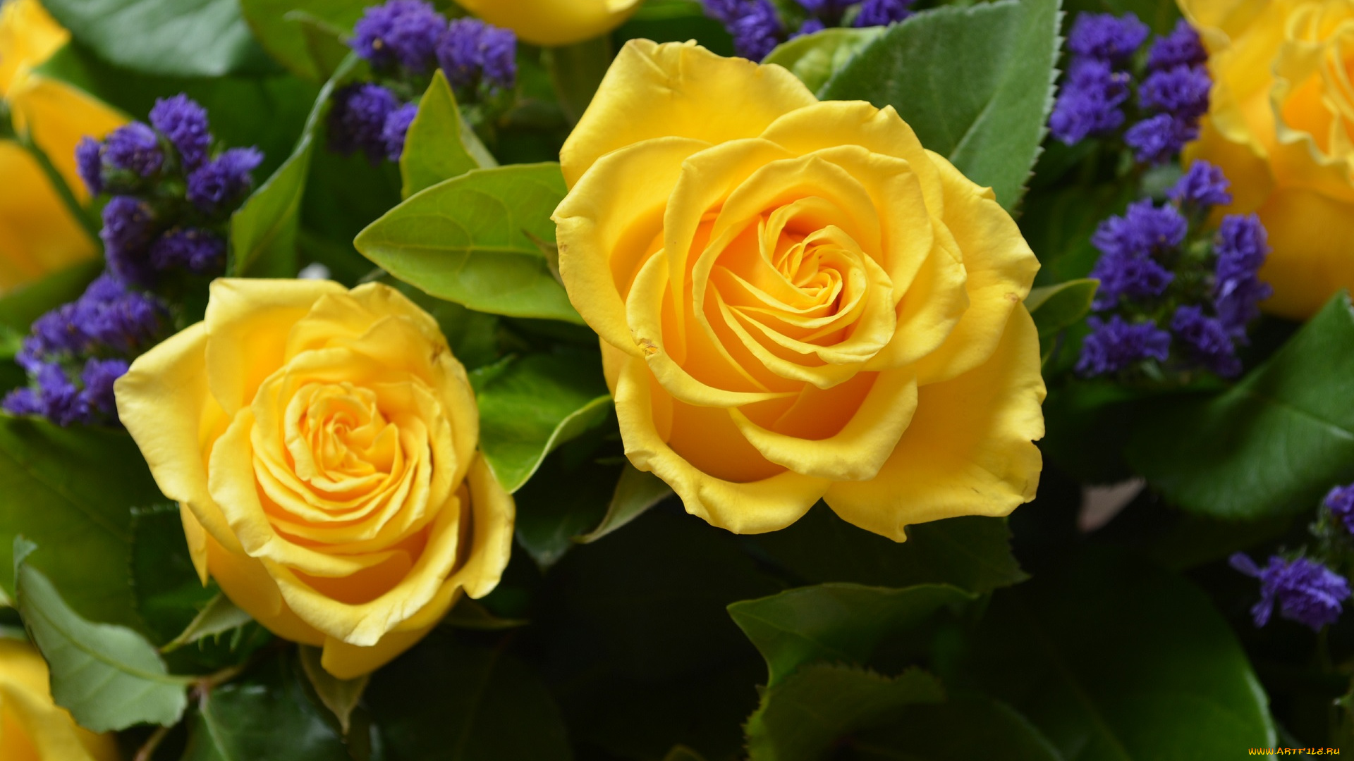 yellow, rose, цветы, розы, роза, лепестки, бутон