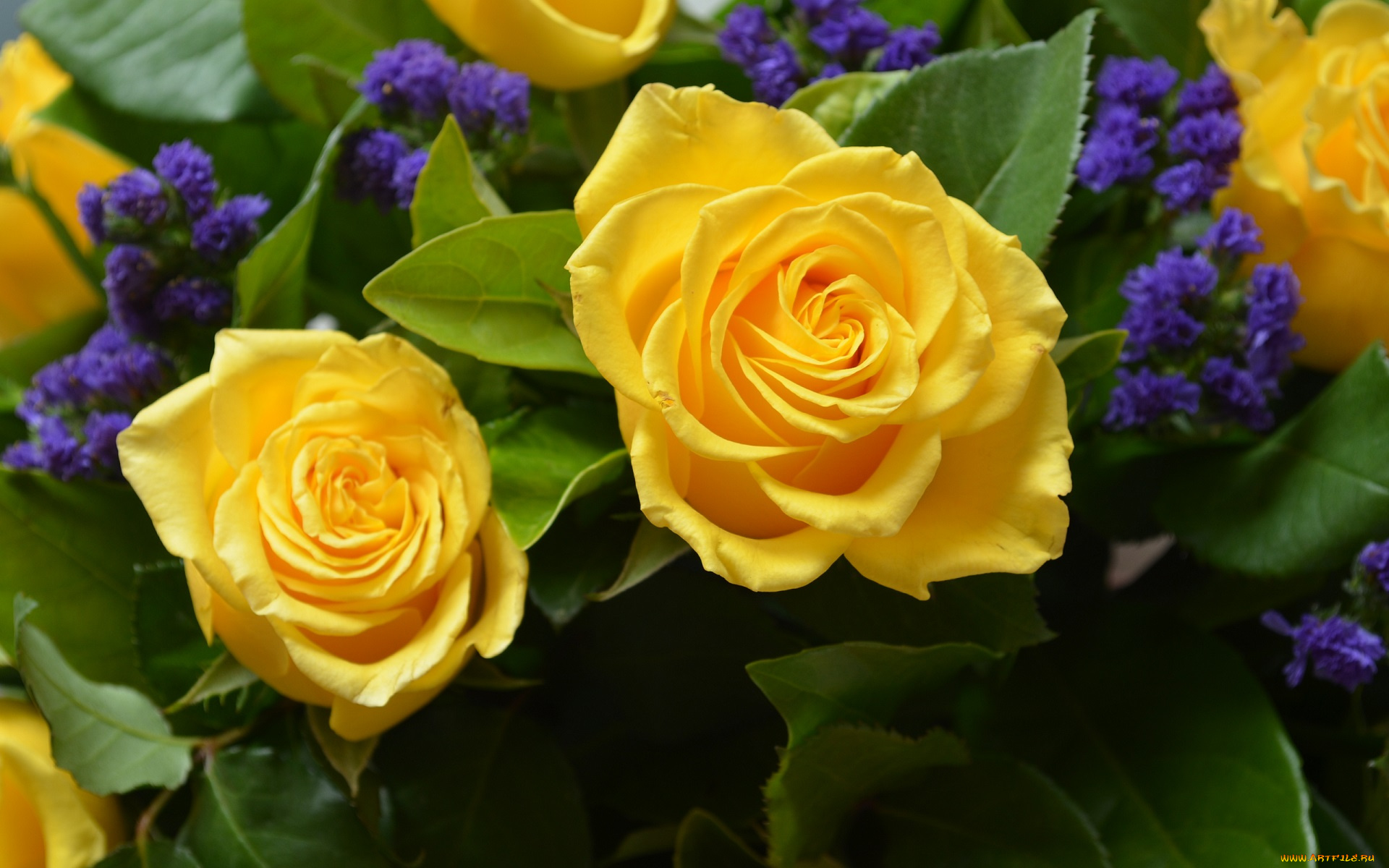 yellow, rose, цветы, розы, роза, лепестки, бутон