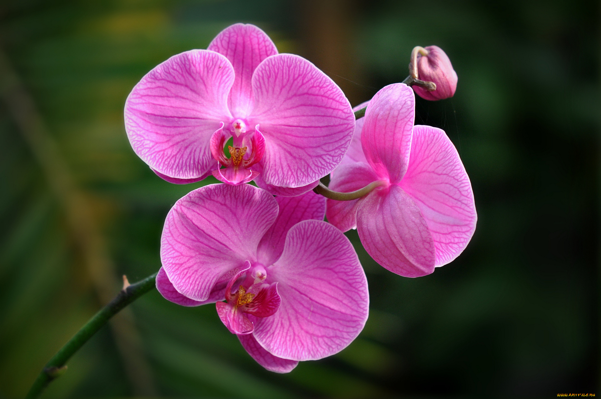 цветы, орхидеи, розовый