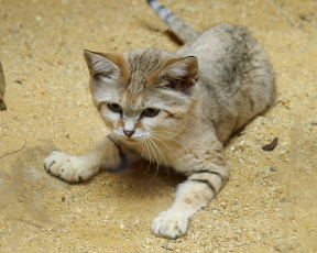 Картинка животные дикие кошки барханный кот