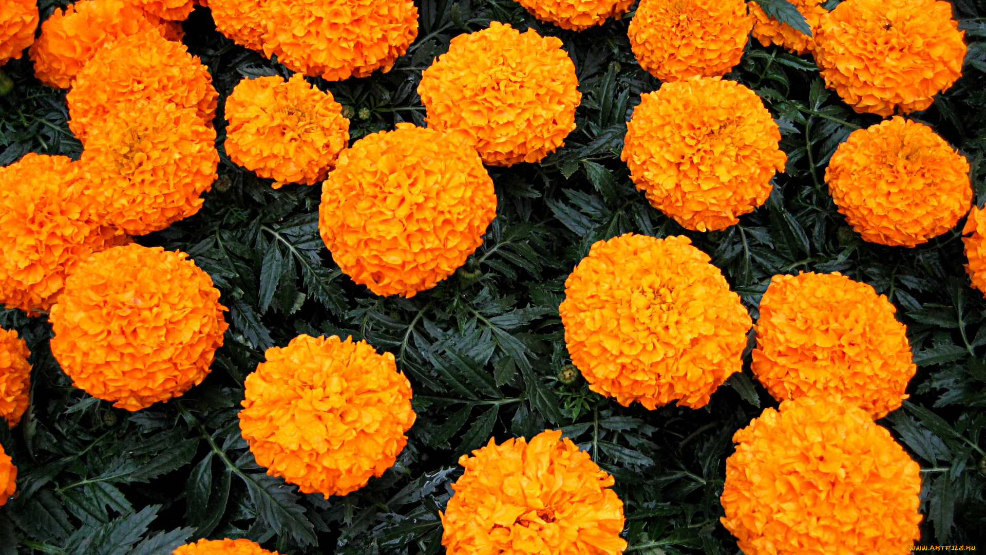 Fall mums