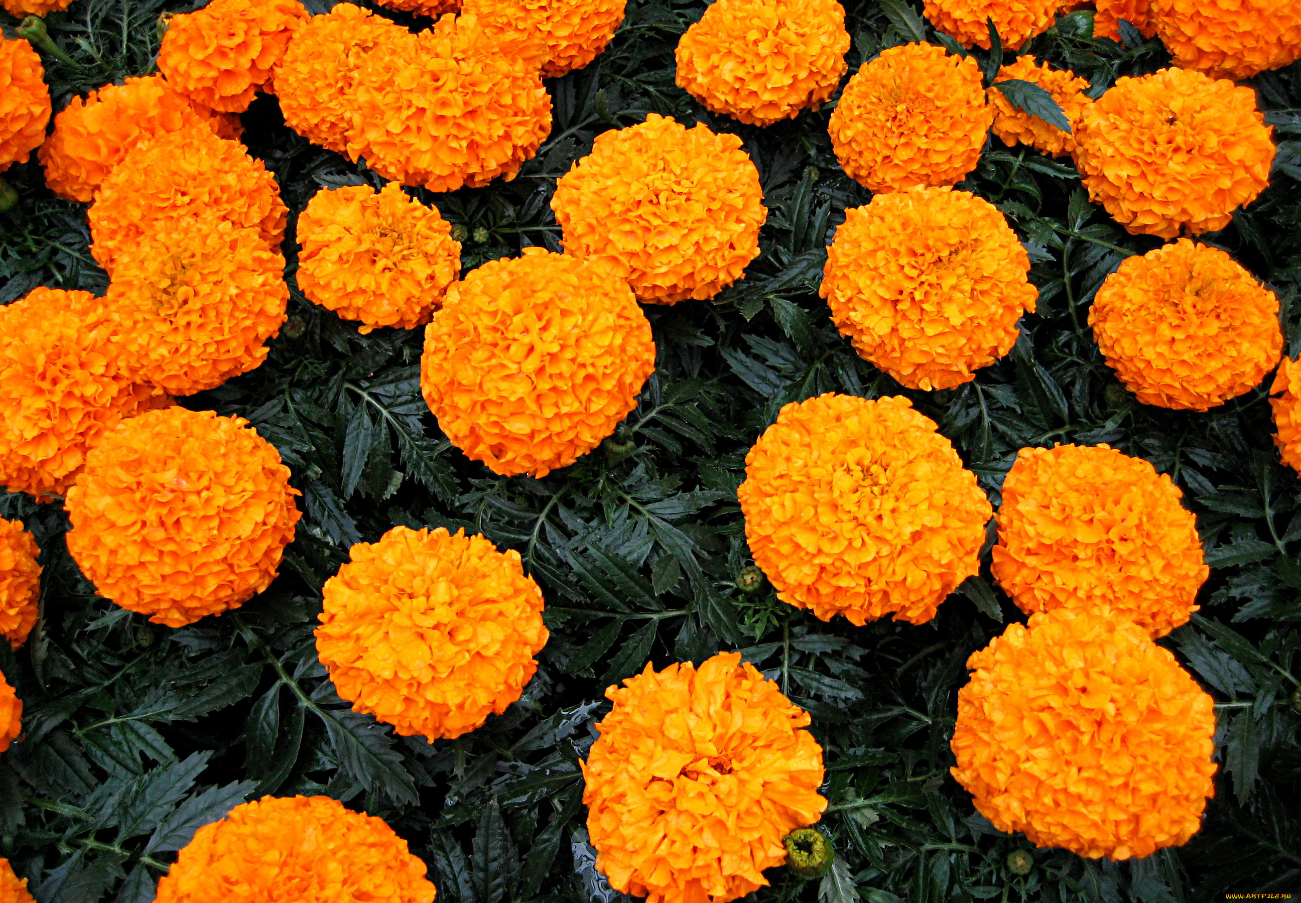 цветы, бархатцы, много, оранжевые