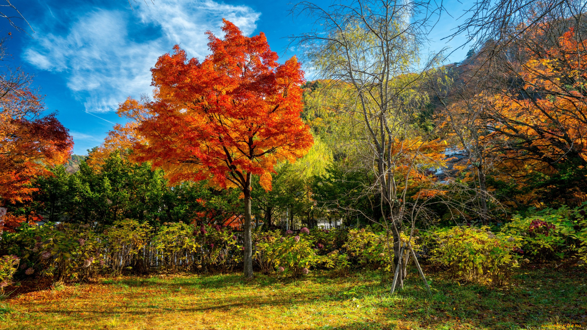 природа, лес, fall, tree, leaves, autumn, park, landscape, forest, colorful, парк, деревья, листья, осень