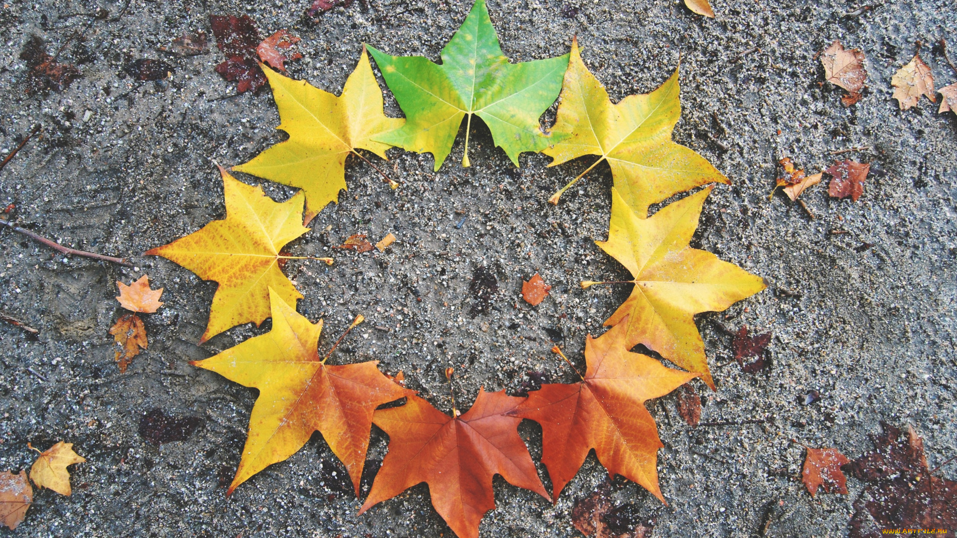 природа, листья, maple, осенние, leaves, autumn, клен, colorful, осень