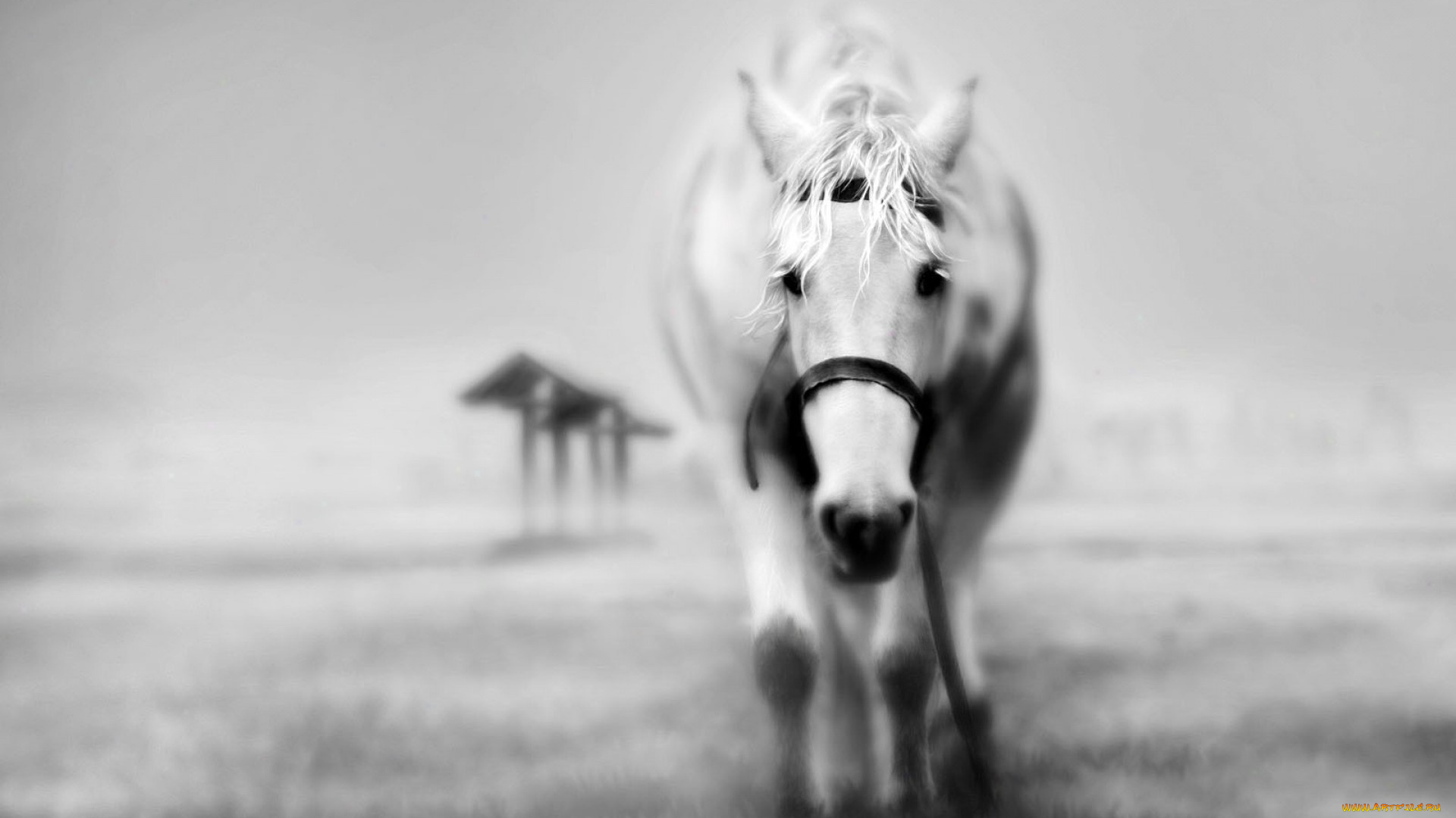 животные, лошади, туман, поле, белая, лошадь