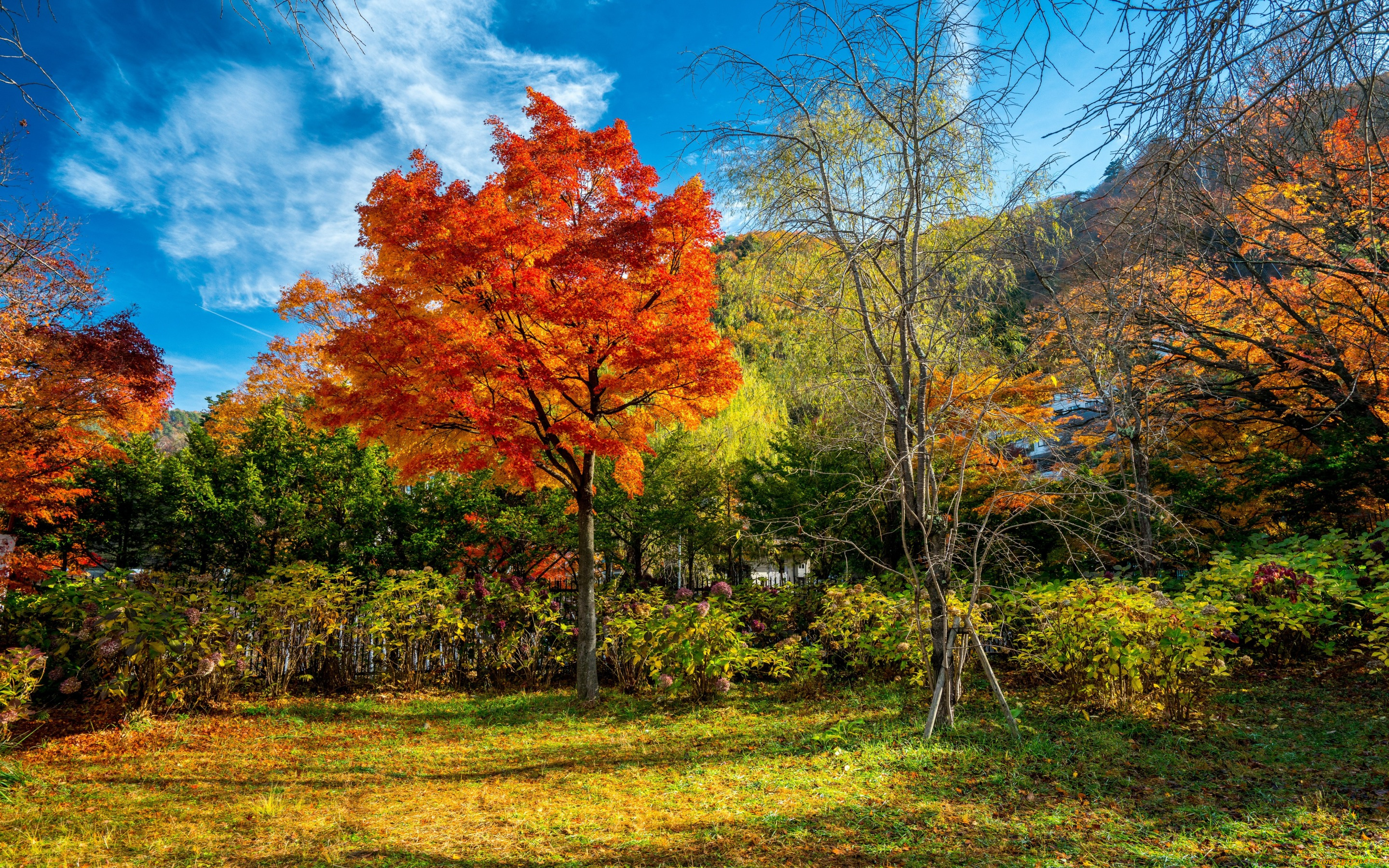 природа, лес, fall, tree, leaves, autumn, park, landscape, forest, colorful, парк, деревья, листья, осень
