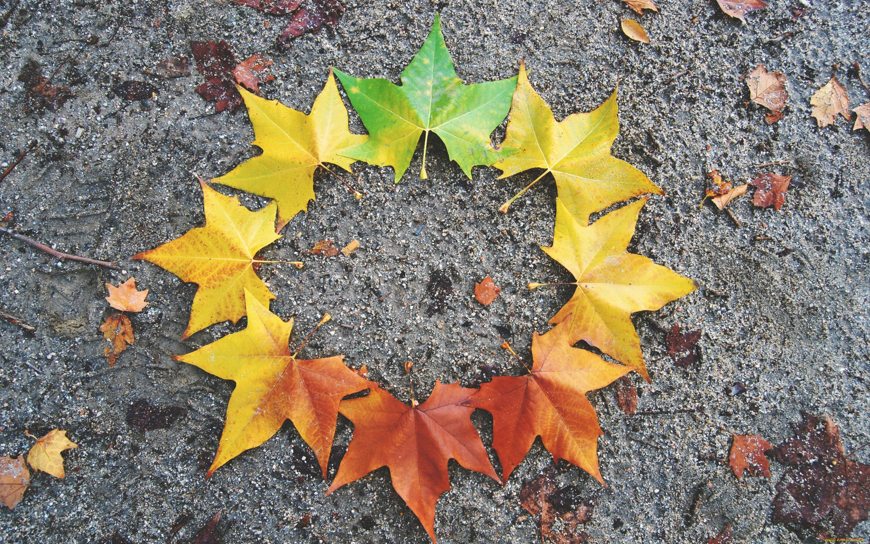 природа, листья, maple, осенние, leaves, autumn, клен, colorful, осень