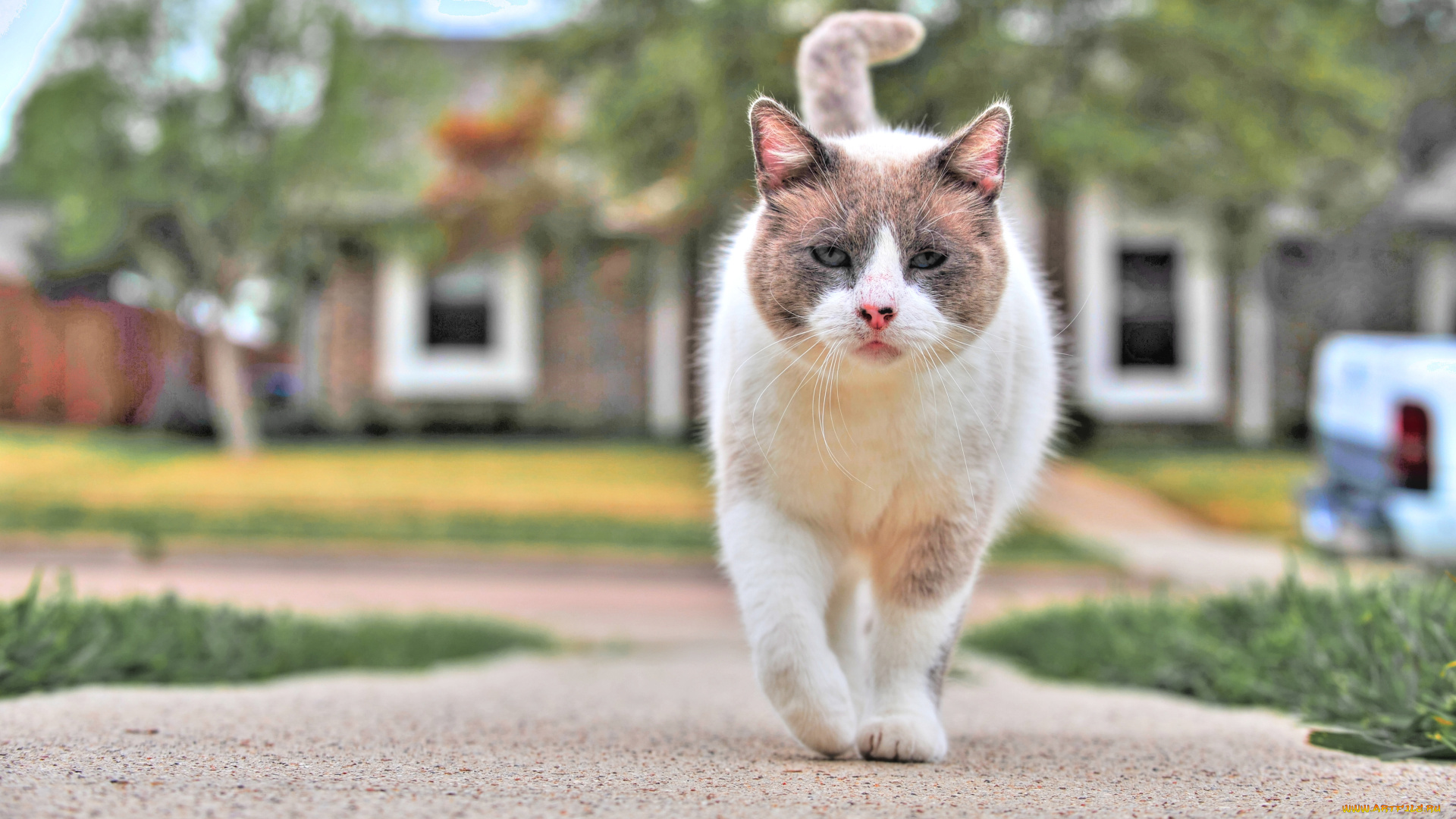 животные, коты, домашние, улица, домашняя, кошка, милые, кошки, лапы