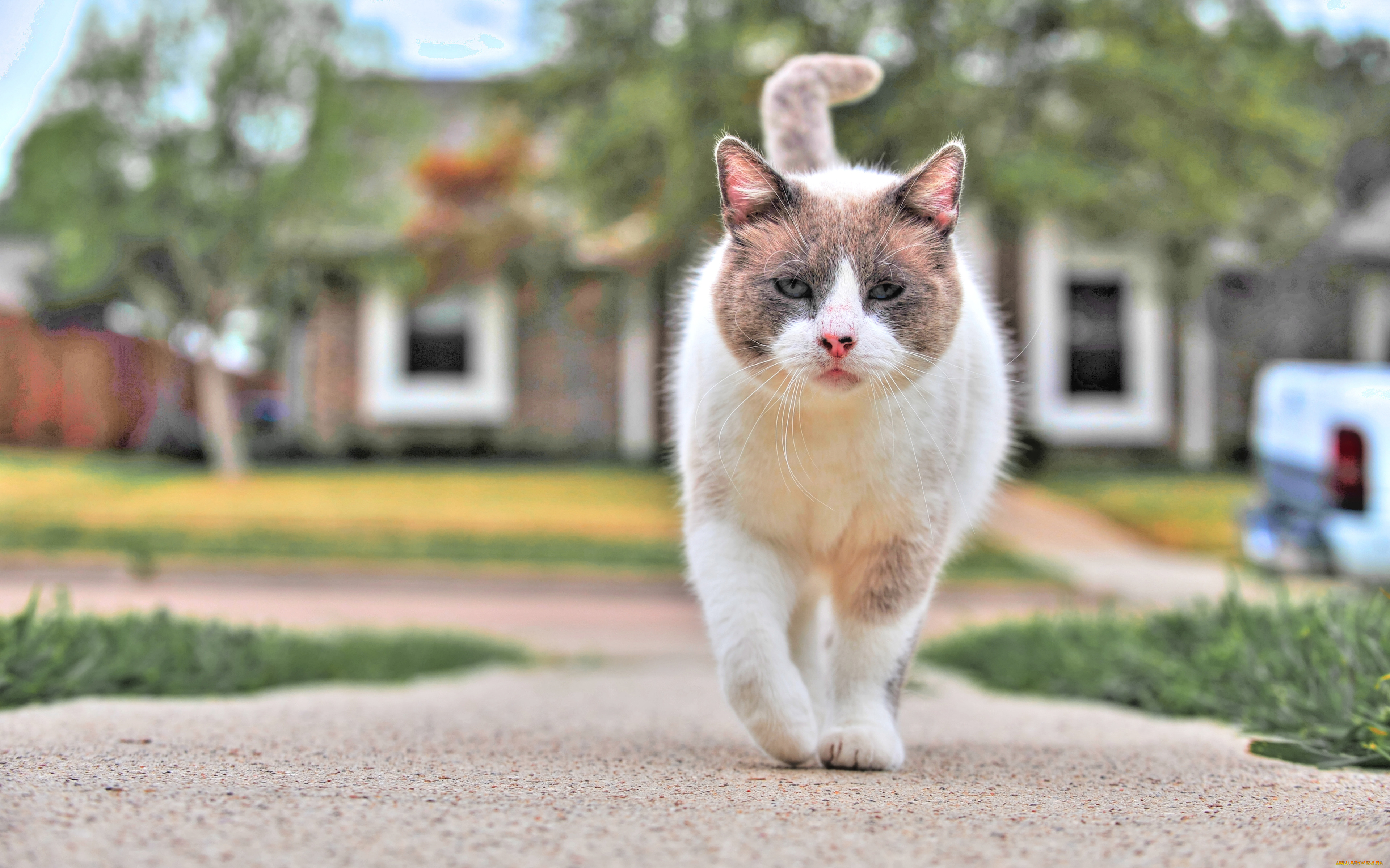 животные, коты, домашние, улица, домашняя, кошка, милые, кошки, лапы