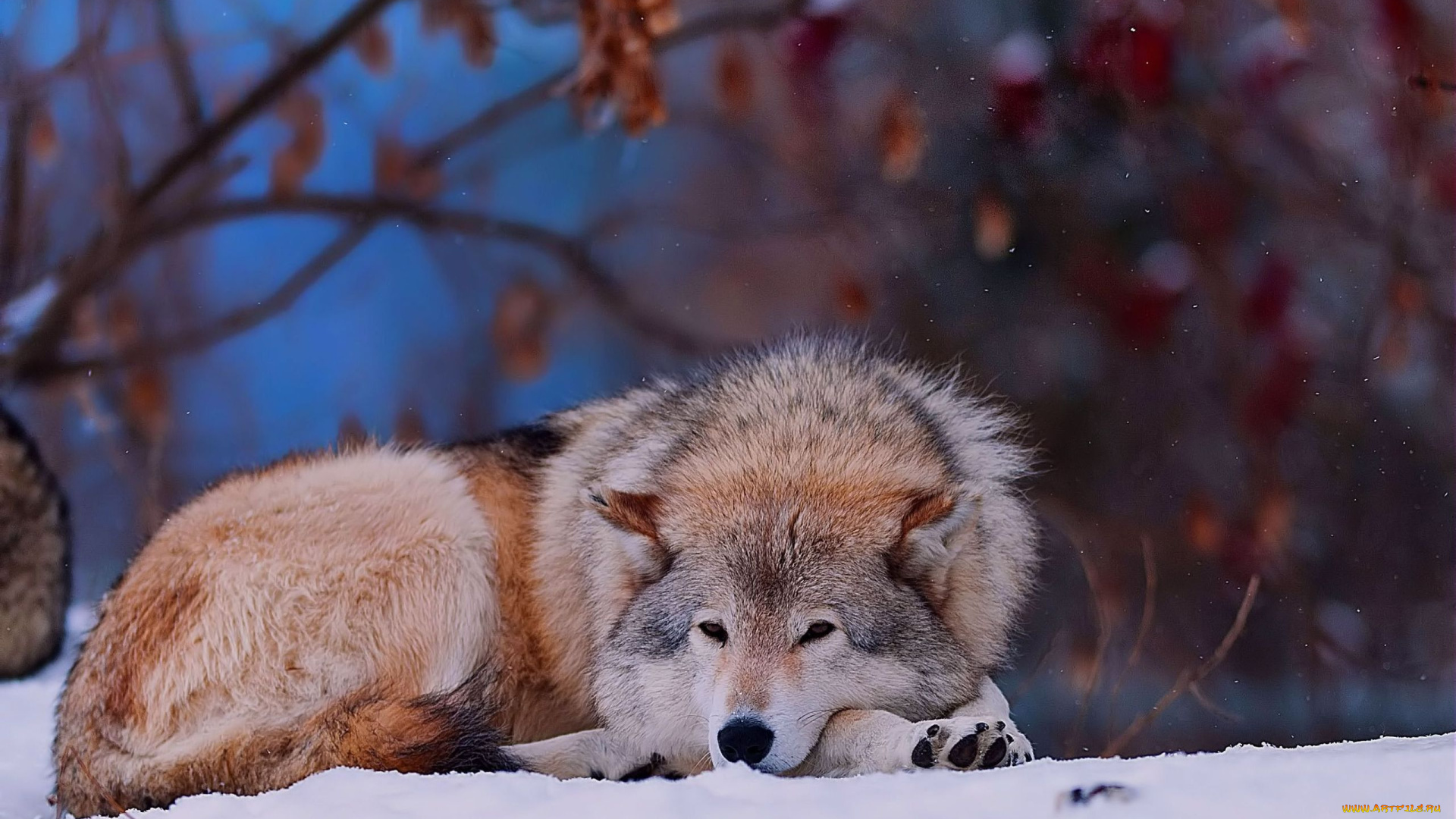 животные, волки, снег, зима