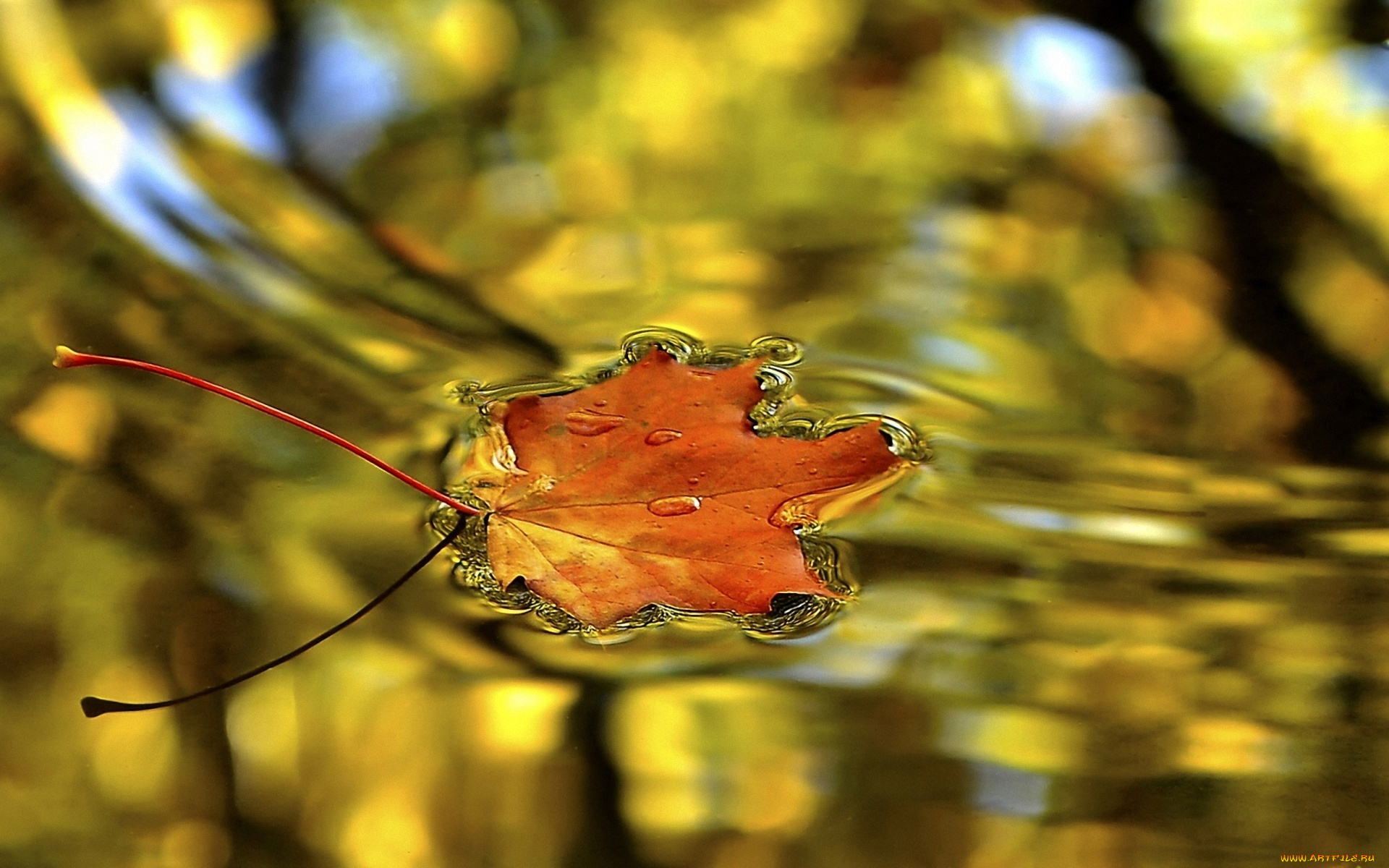 Капли воды на осенних листьях