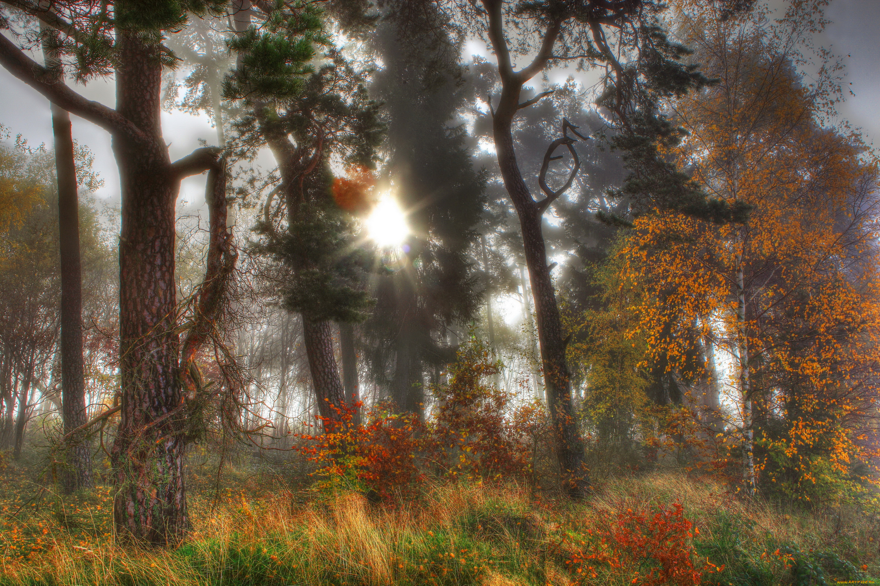 природа, восходы, закаты, лес, туман, трава, деревья, осень