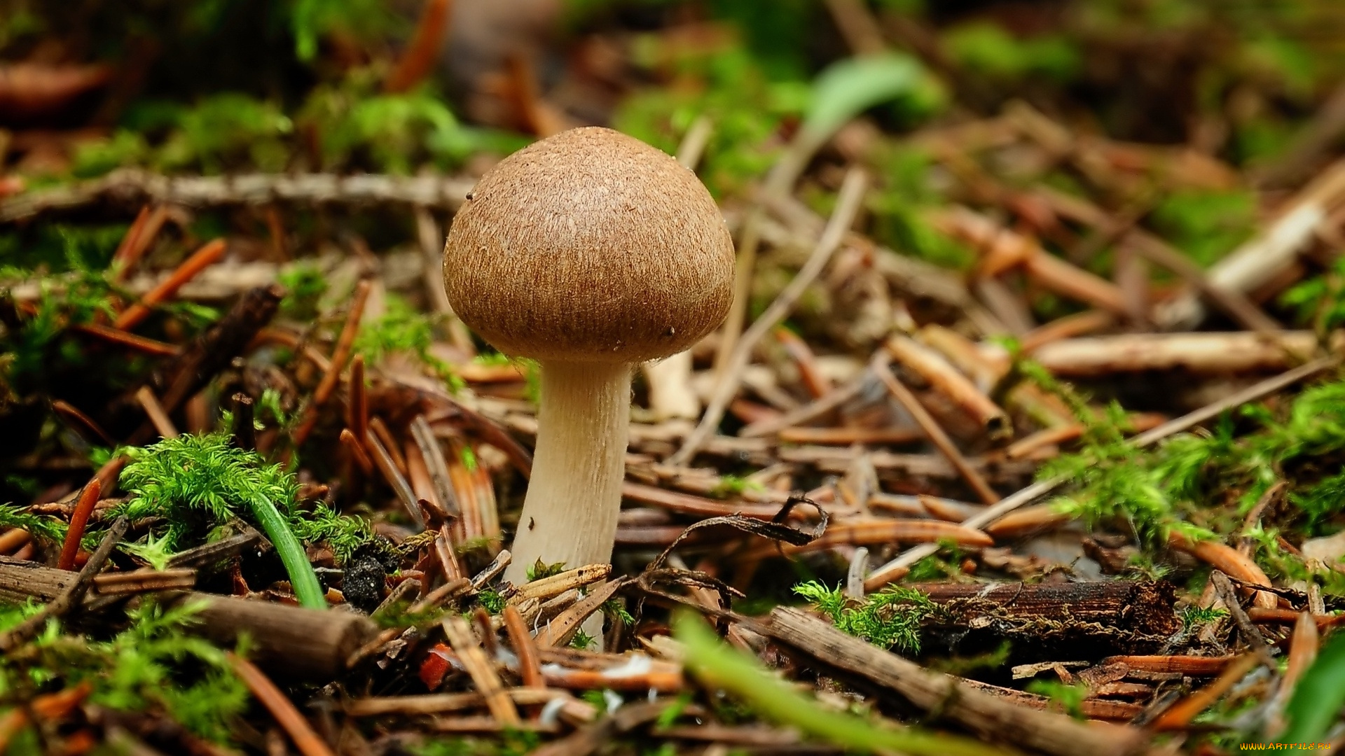 природа, грибы, лес, гриб