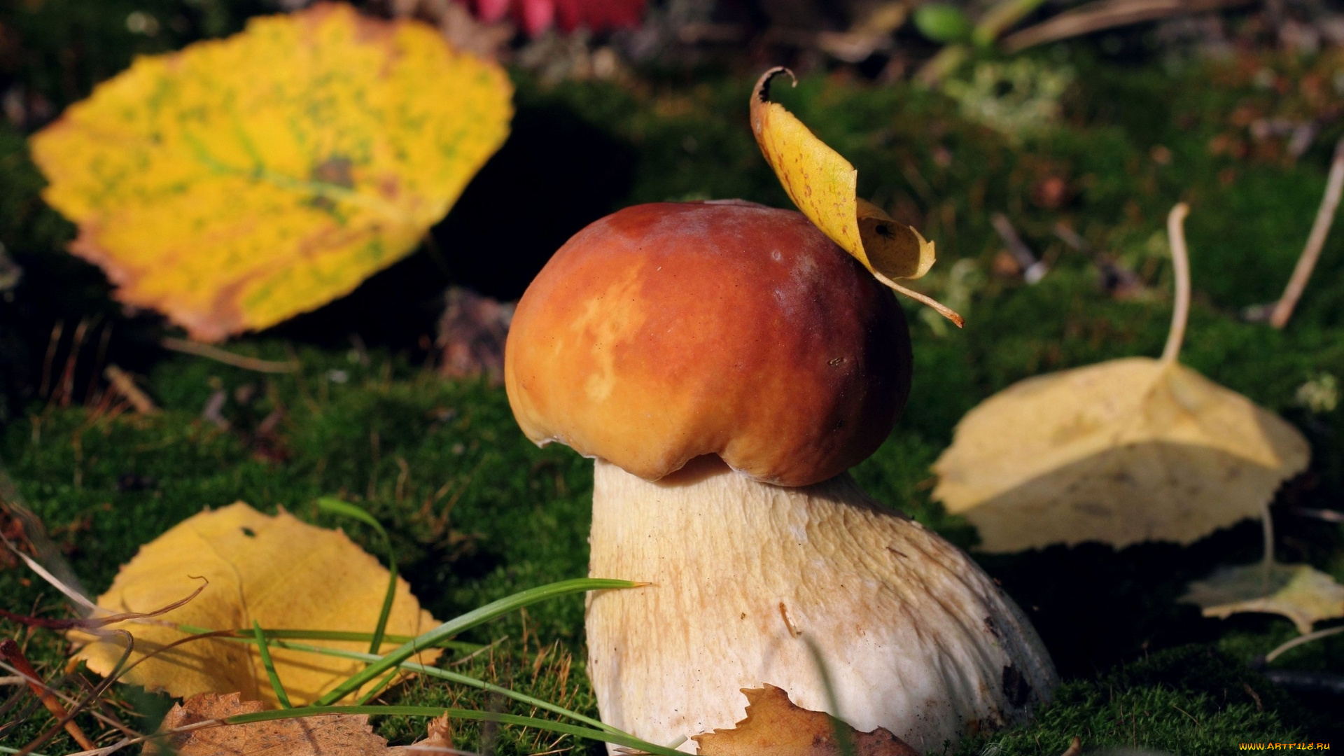 природа, грибы, лес, осень