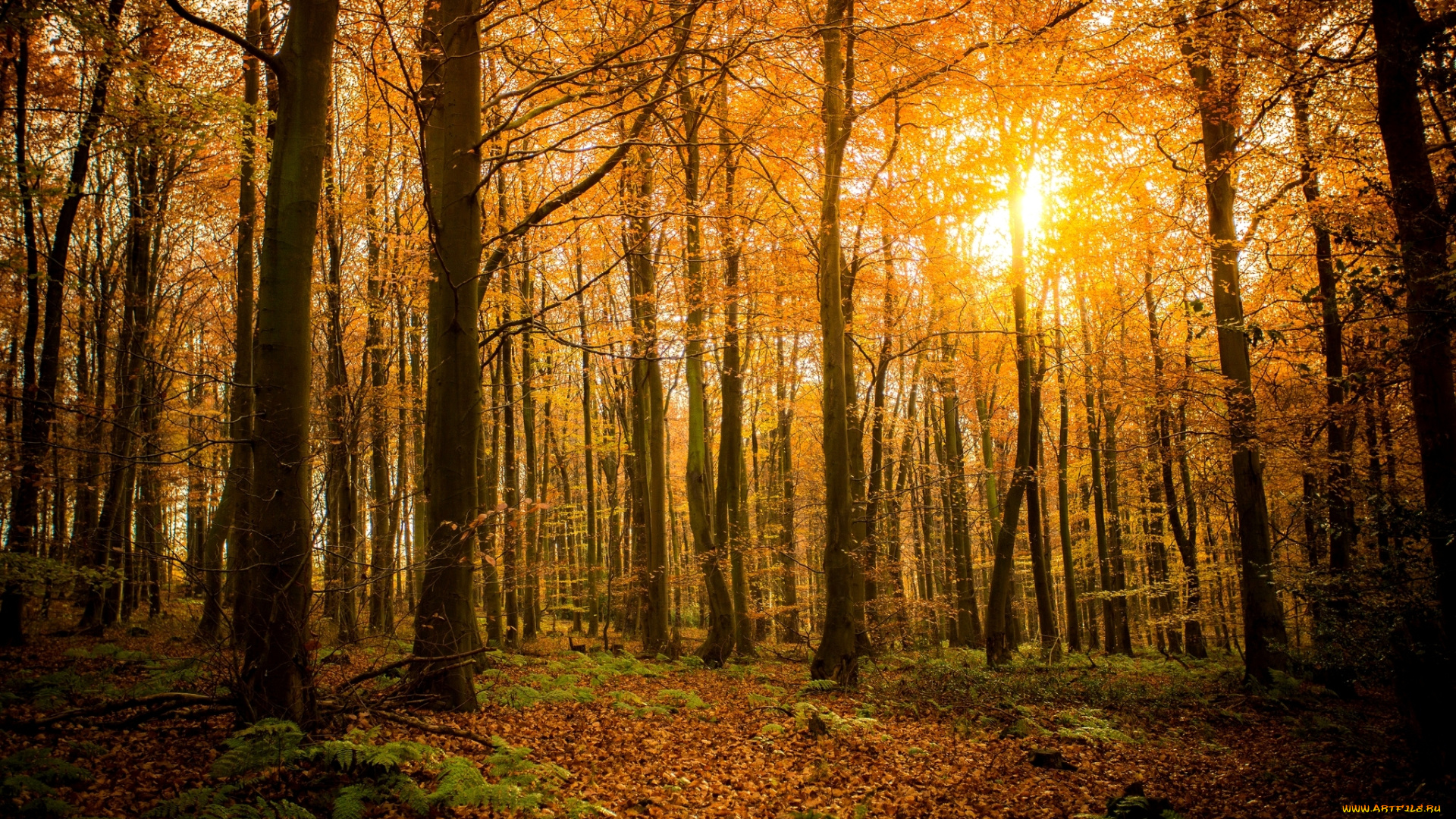 природа, лес, свет, солнце, ветки, листья, деревья, осень