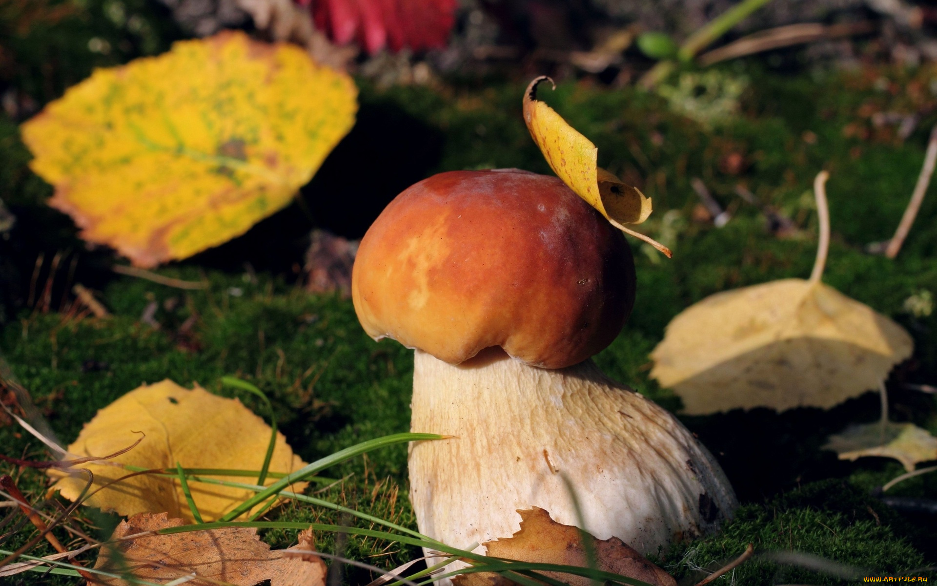 природа, грибы, лес, осень