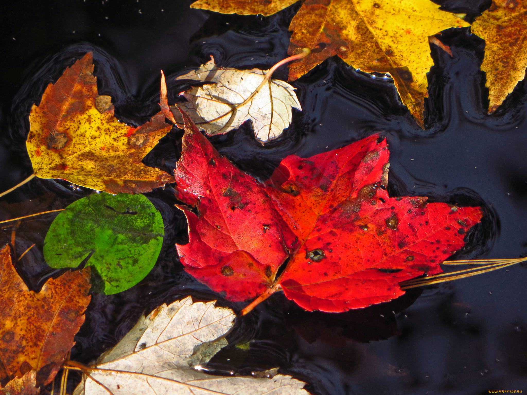природа, листья, осень, макро, вода