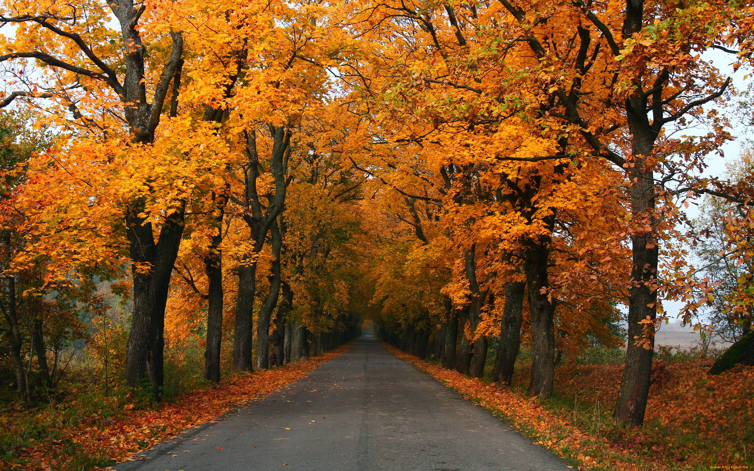 природа, дороги, листья, деревья, осень