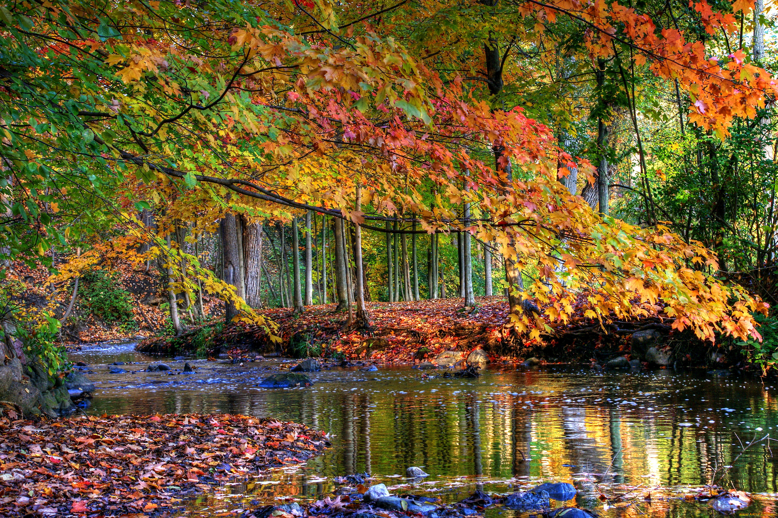 природа, лес, листья, деревья, ручей, осень
