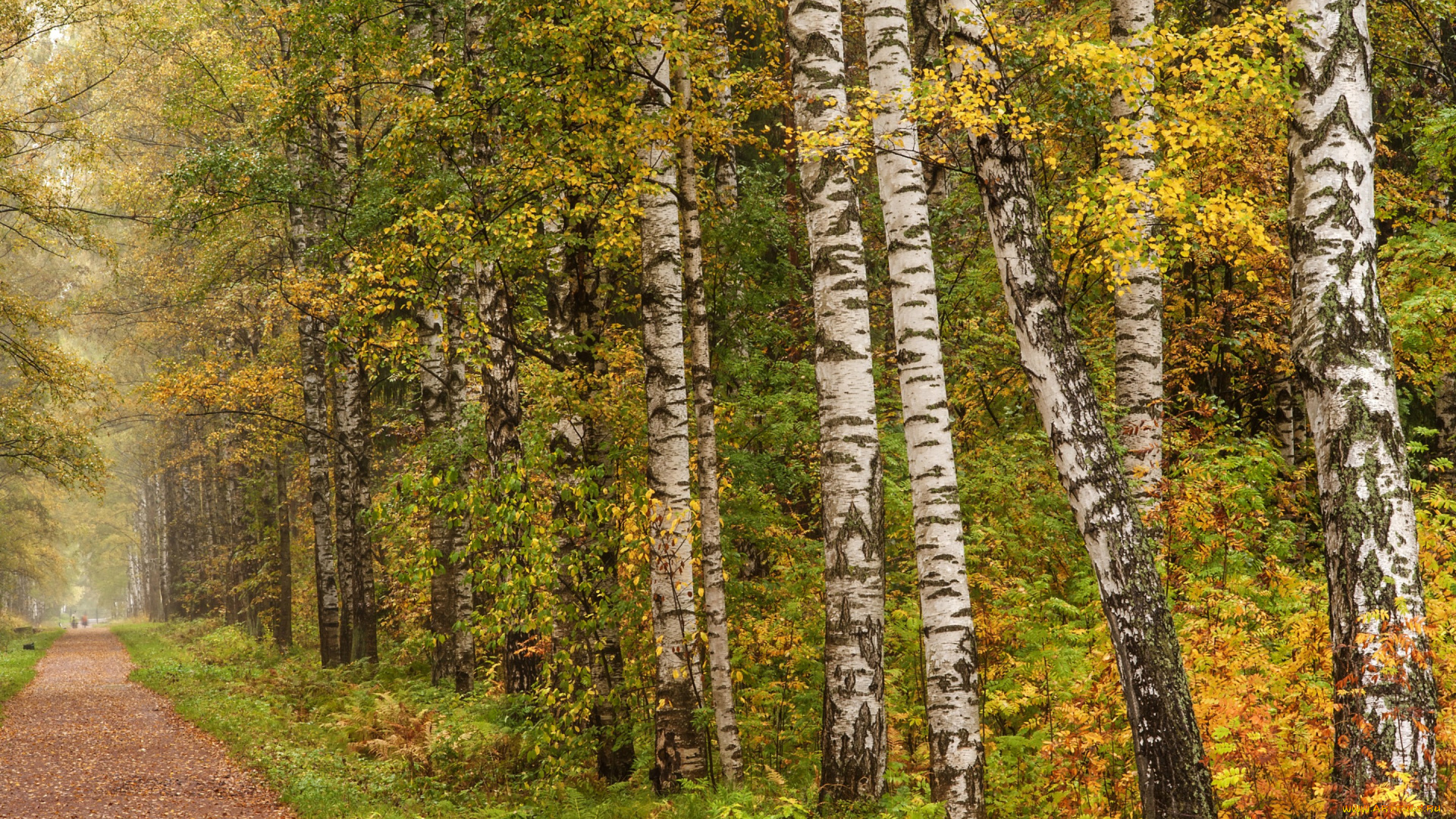 природа, дороги, осень, pavlovsk, санкт-петербург, россия, листья, аллея, дорожка, парк, березы