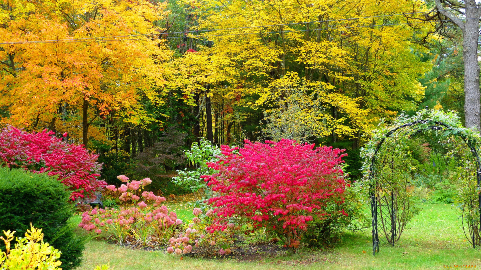 природа, парк, красота, деревья, кусты, трава, краски, осень