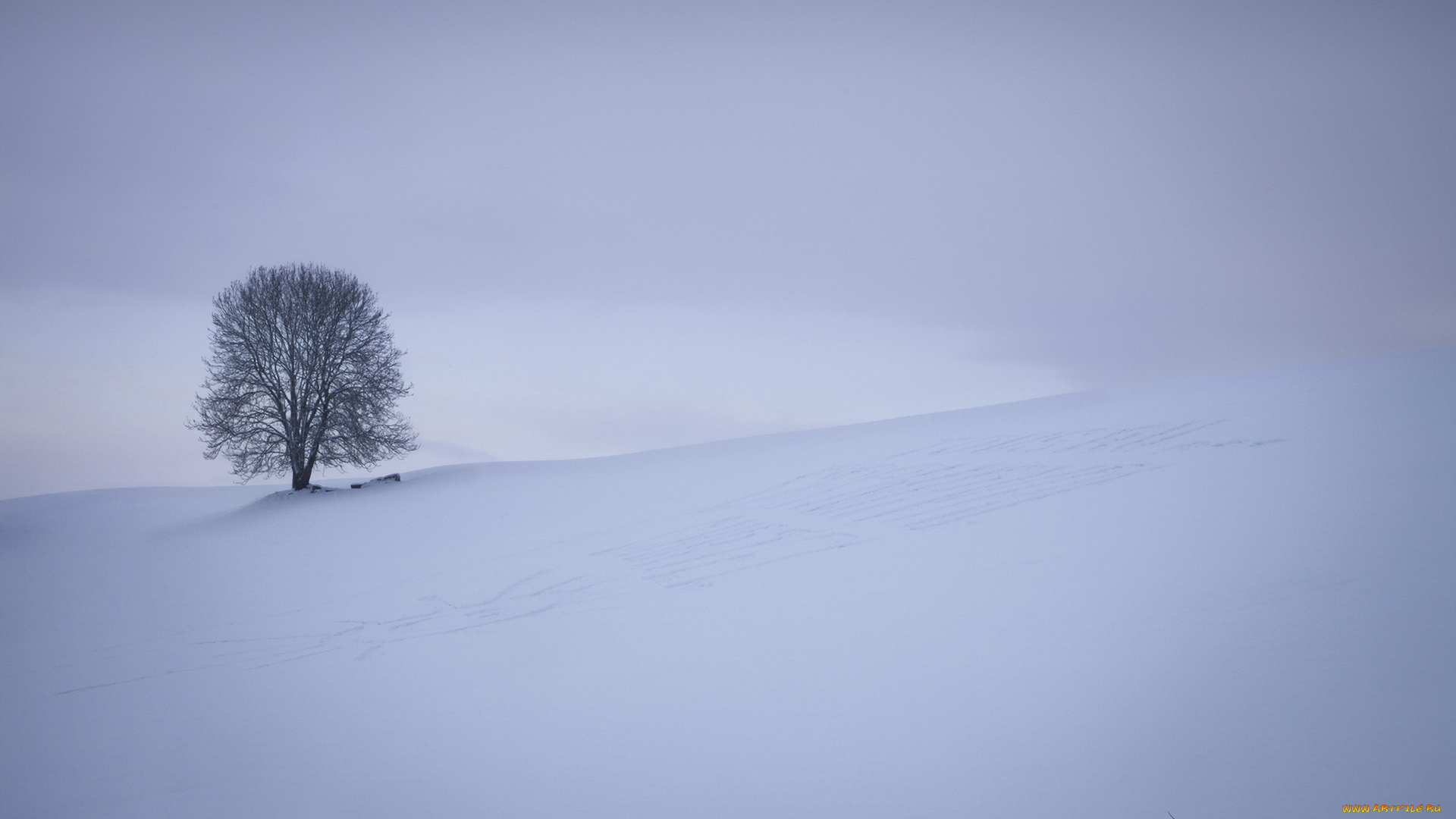 природа, зима, дерево, снег, поле
