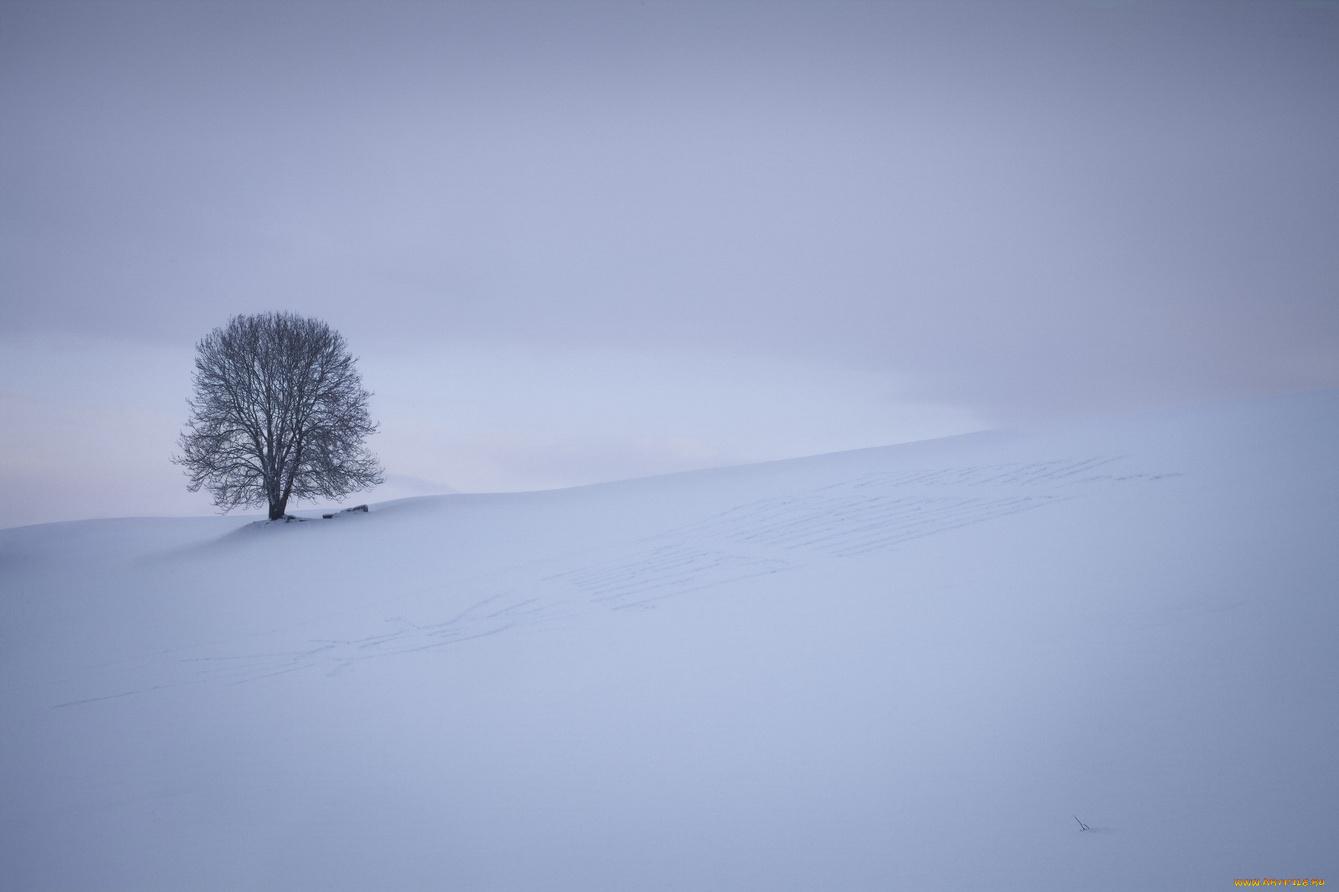 природа, зима, дерево, снег, поле