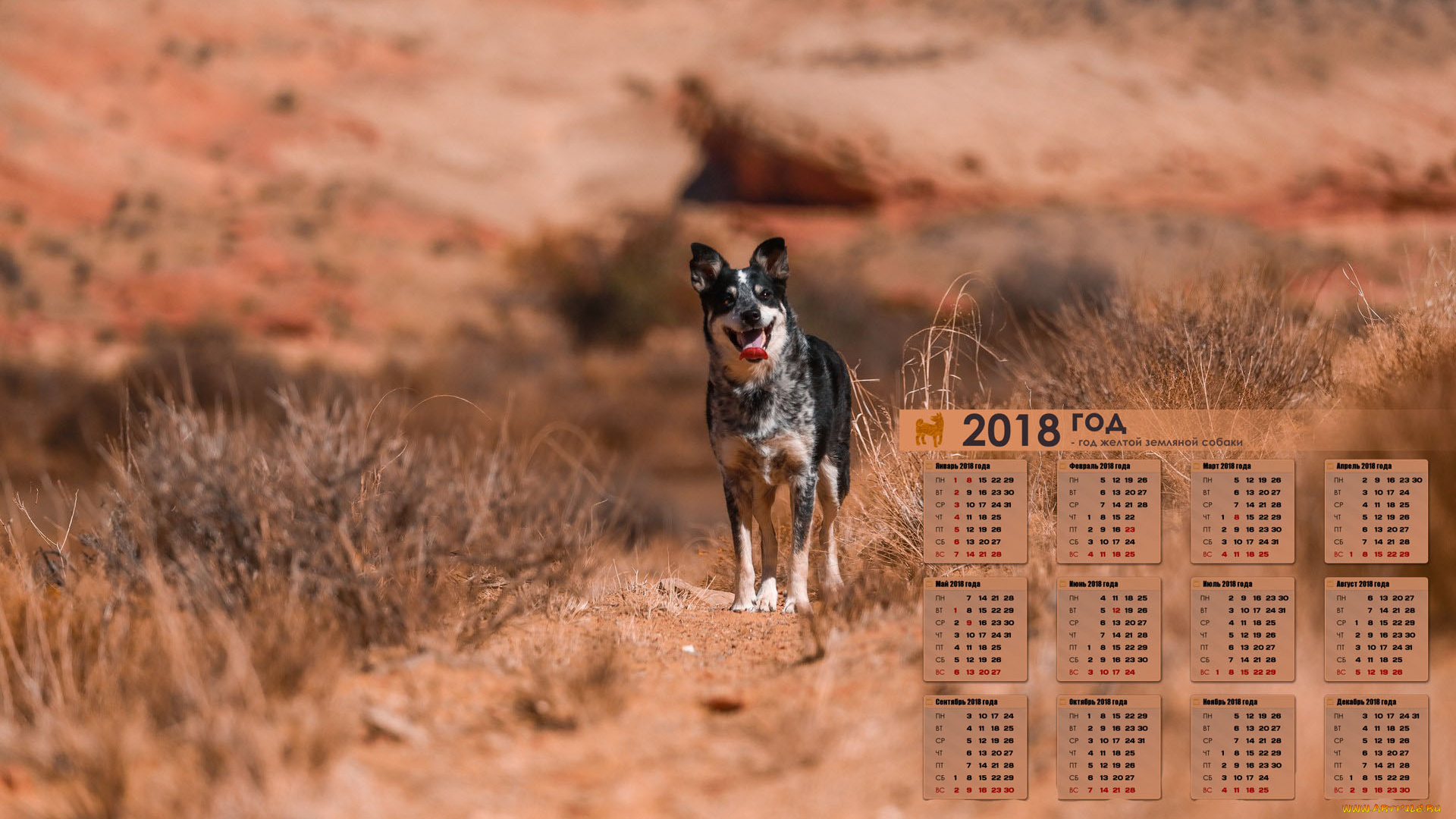 календари, животные, 2018, растения, взгляд