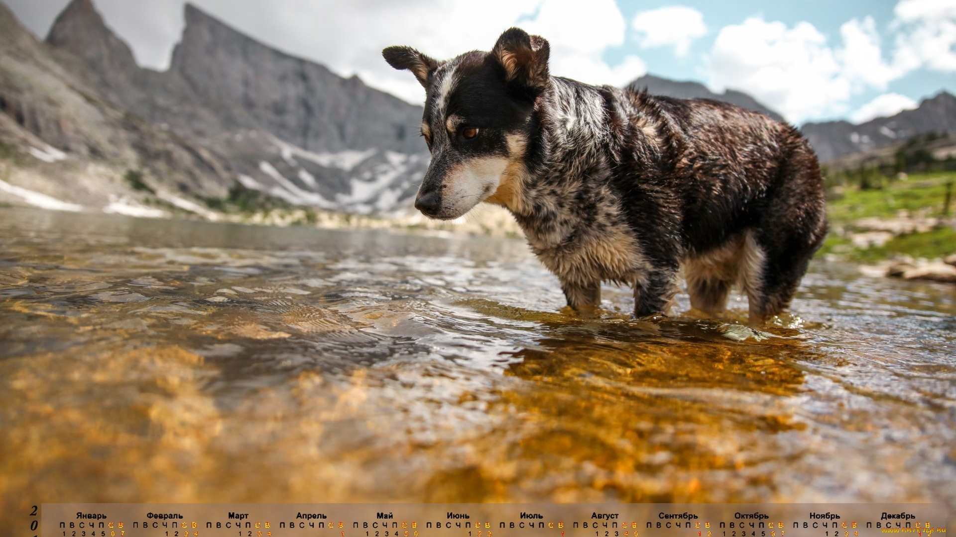 календари, животные, водоем, 2018, собака