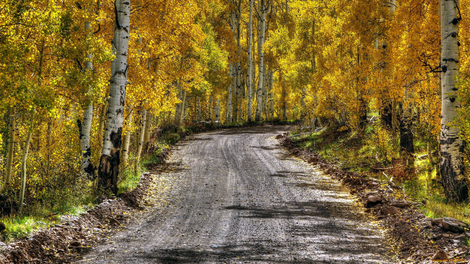 природа, дороги, дорога, березы, осень, проселочная