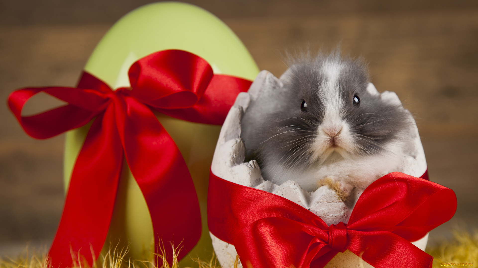 животные, кролики, , зайцы, лента, яйцо, кролик, праздник