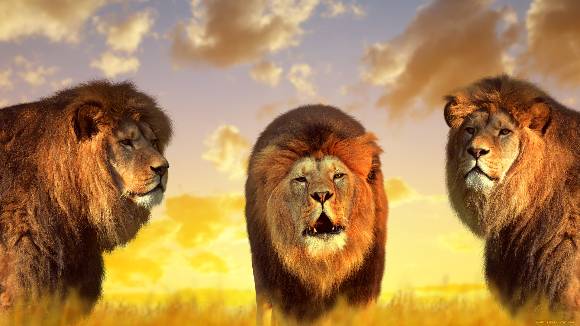животные, львы, природа, короли