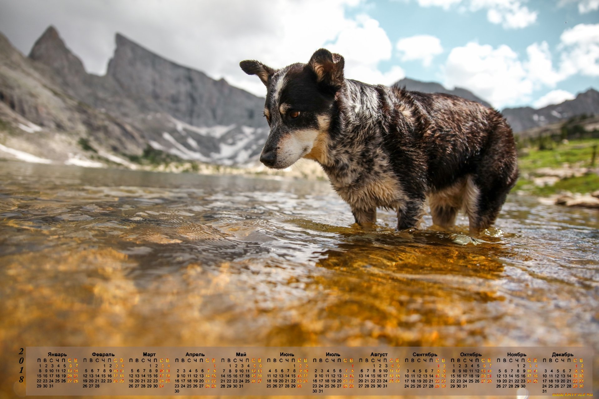 календари, животные, водоем, 2018, собака