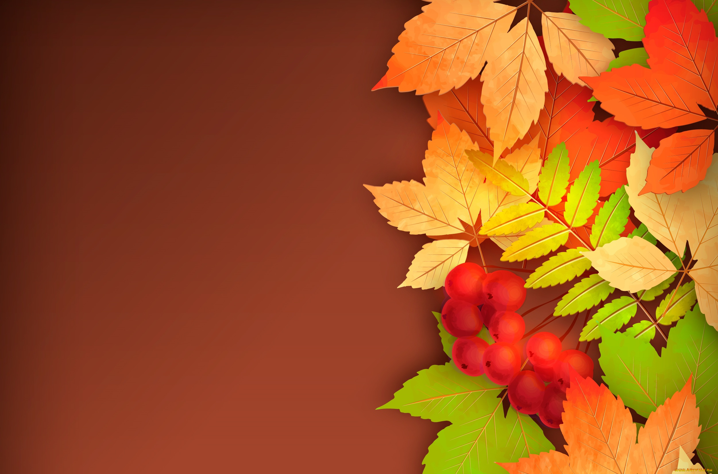 векторная, графика, природа, , nature, рябина, листья, осень