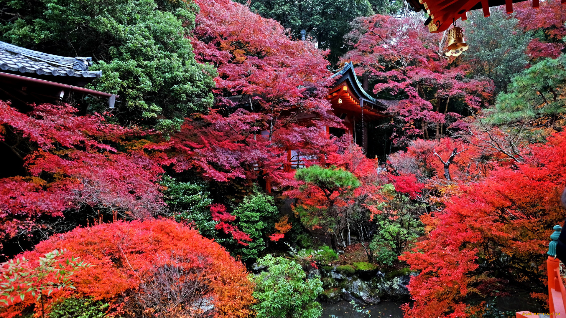 природа, парк, садик, японский