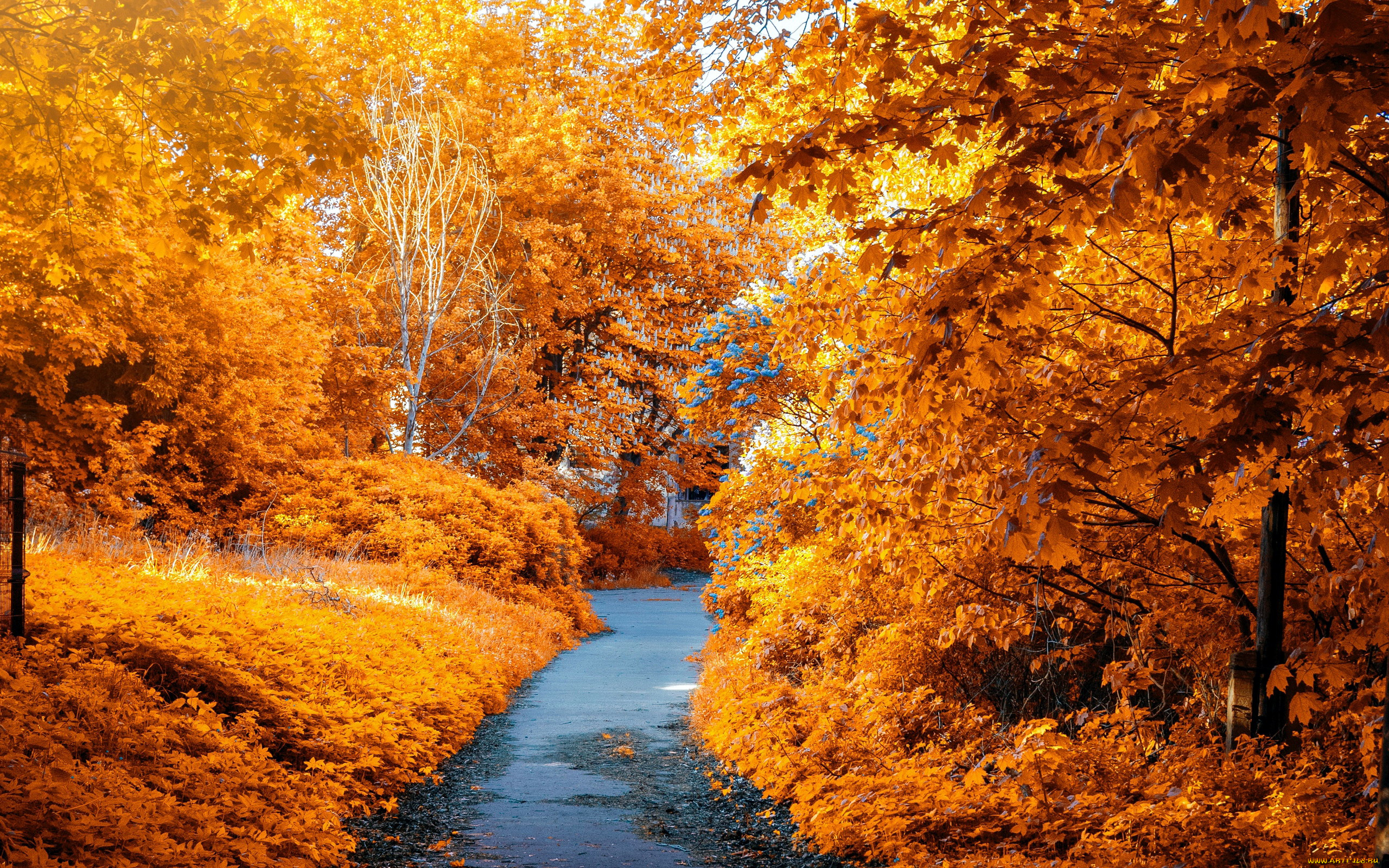 природа, парк, осень, листопад