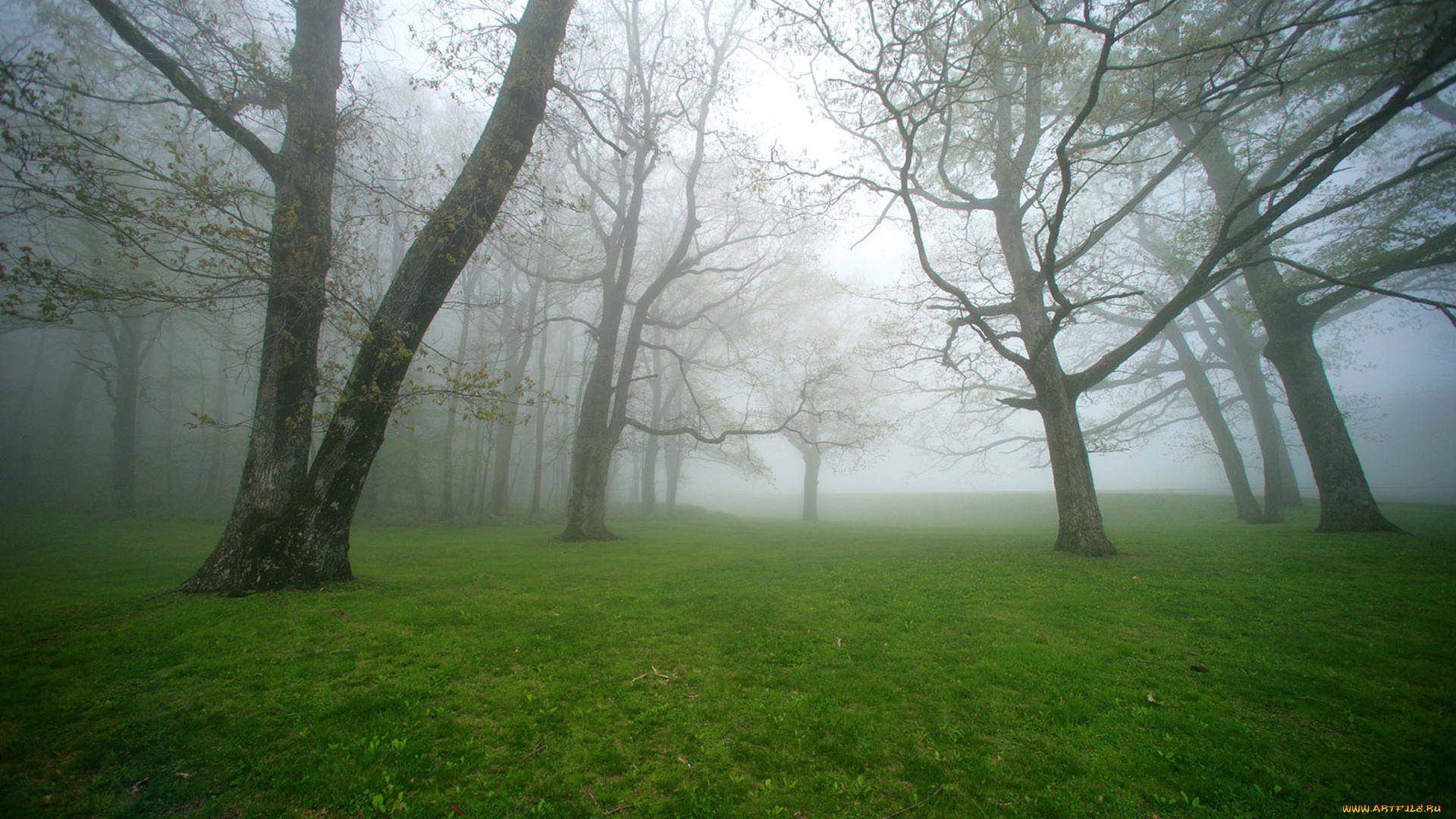 природа, деревья, трава, газон, туман