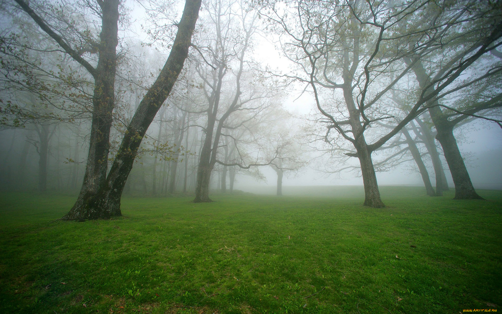 природа, деревья, трава, газон, туман