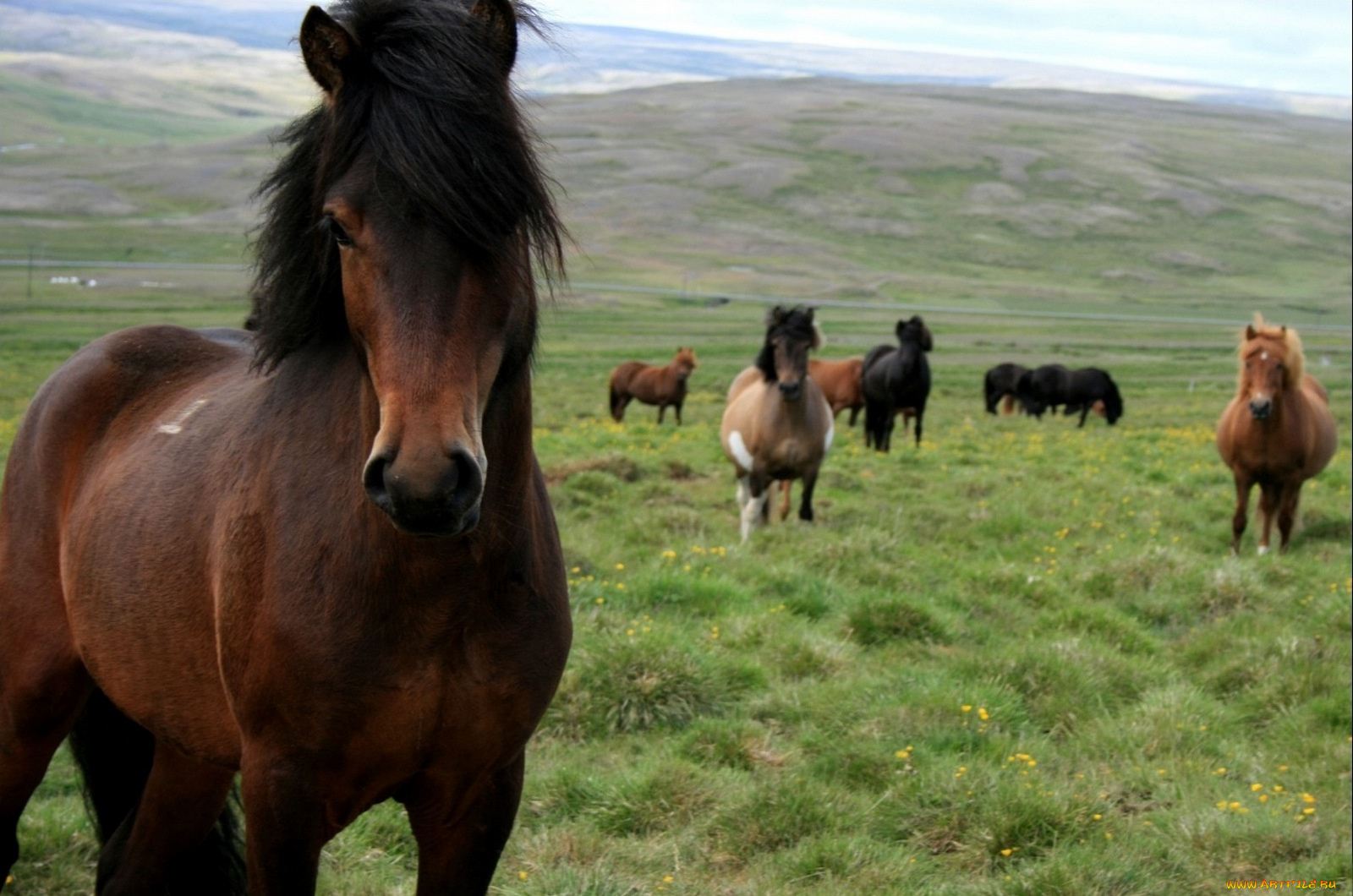 животные, лошади, поле, лошадь, конь