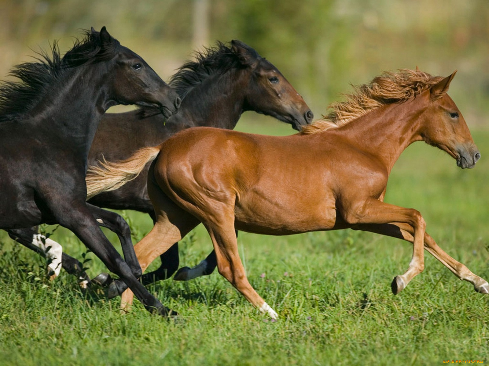 животные, лошади, бег, конь, лошадь