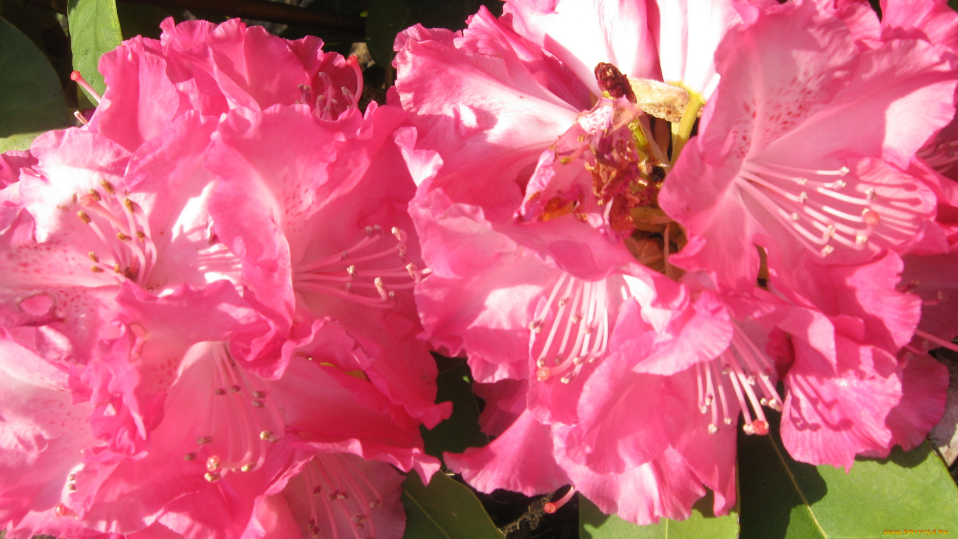 автор, varvarra, цветы, рододендроны, азалии, розовые, крупно