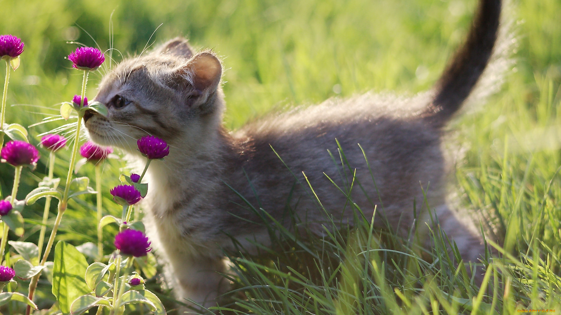 животные, коты, котёнок, цветы