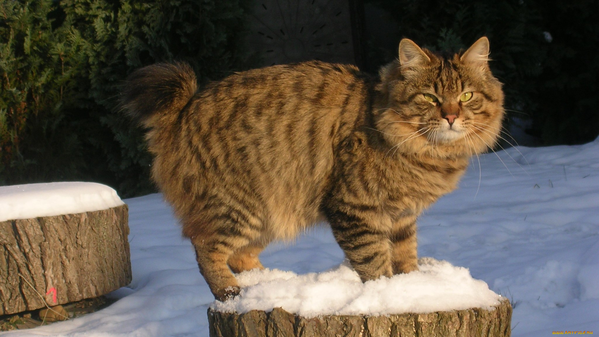животные, коты, снег, бобтейл, зима, кот